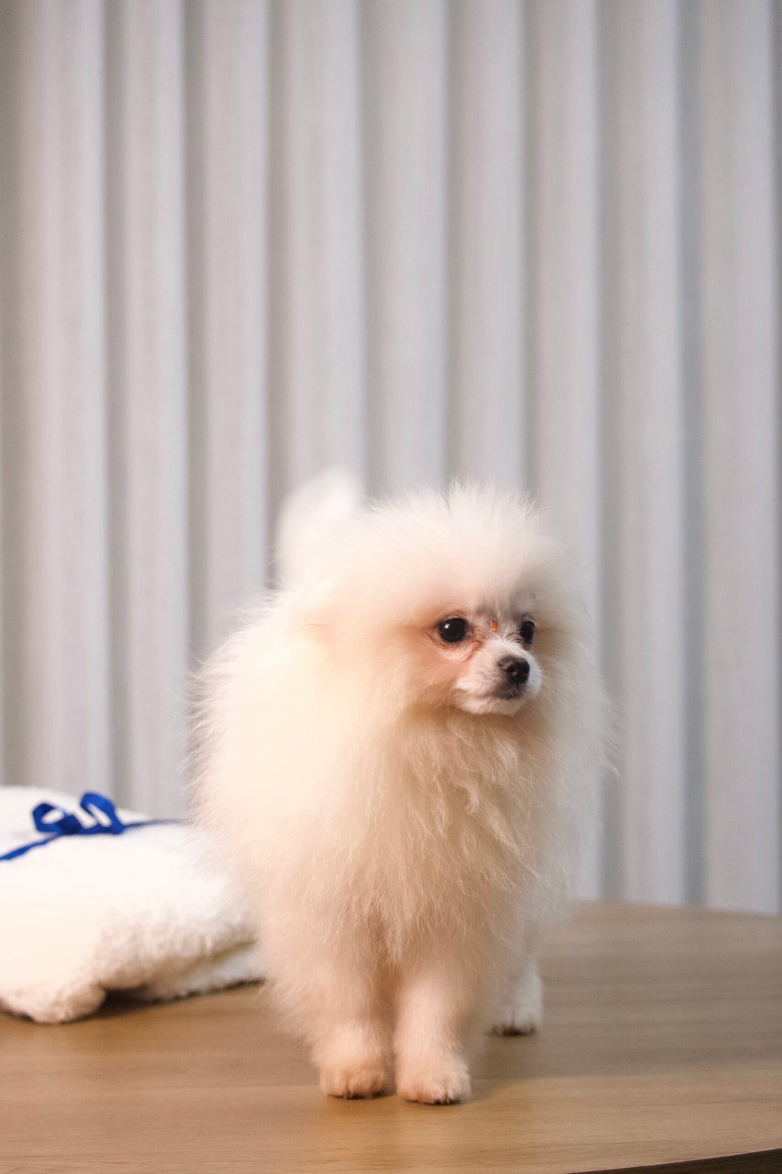 Spitz Alemão Macho - Imagem 9