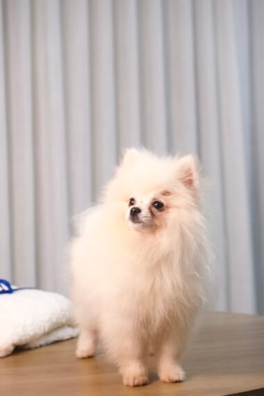 Spitz Alemão Macho