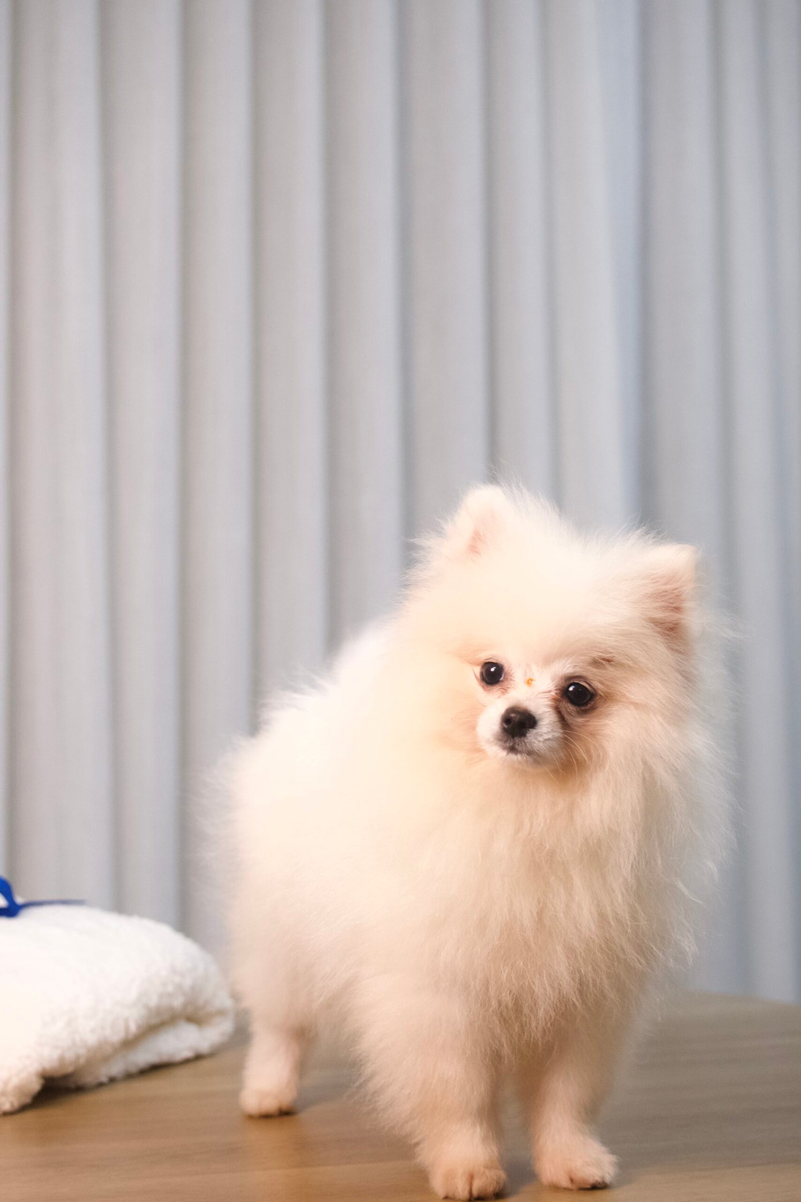 Spitz Alemão Macho - Imagem 2