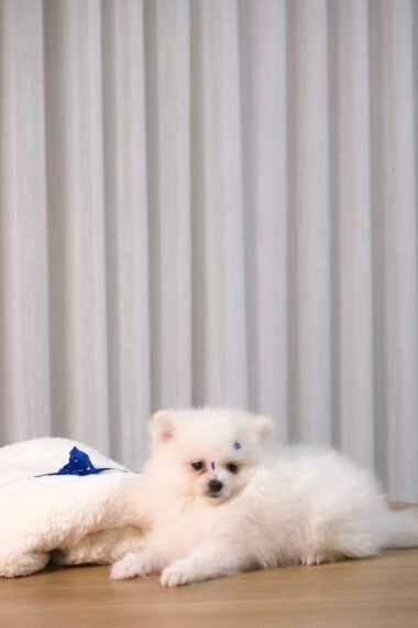 Spitz Alemão Macho Branco