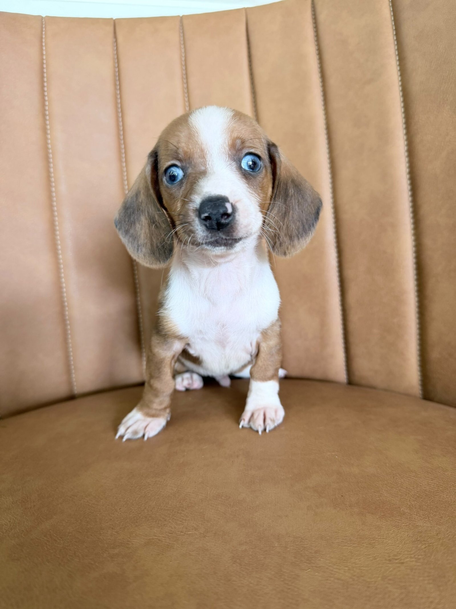 Dachshund macho, particolor, porte pequeno - Imagem 2