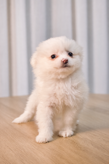 Spitz Alemão macho, branco, porte pequeno