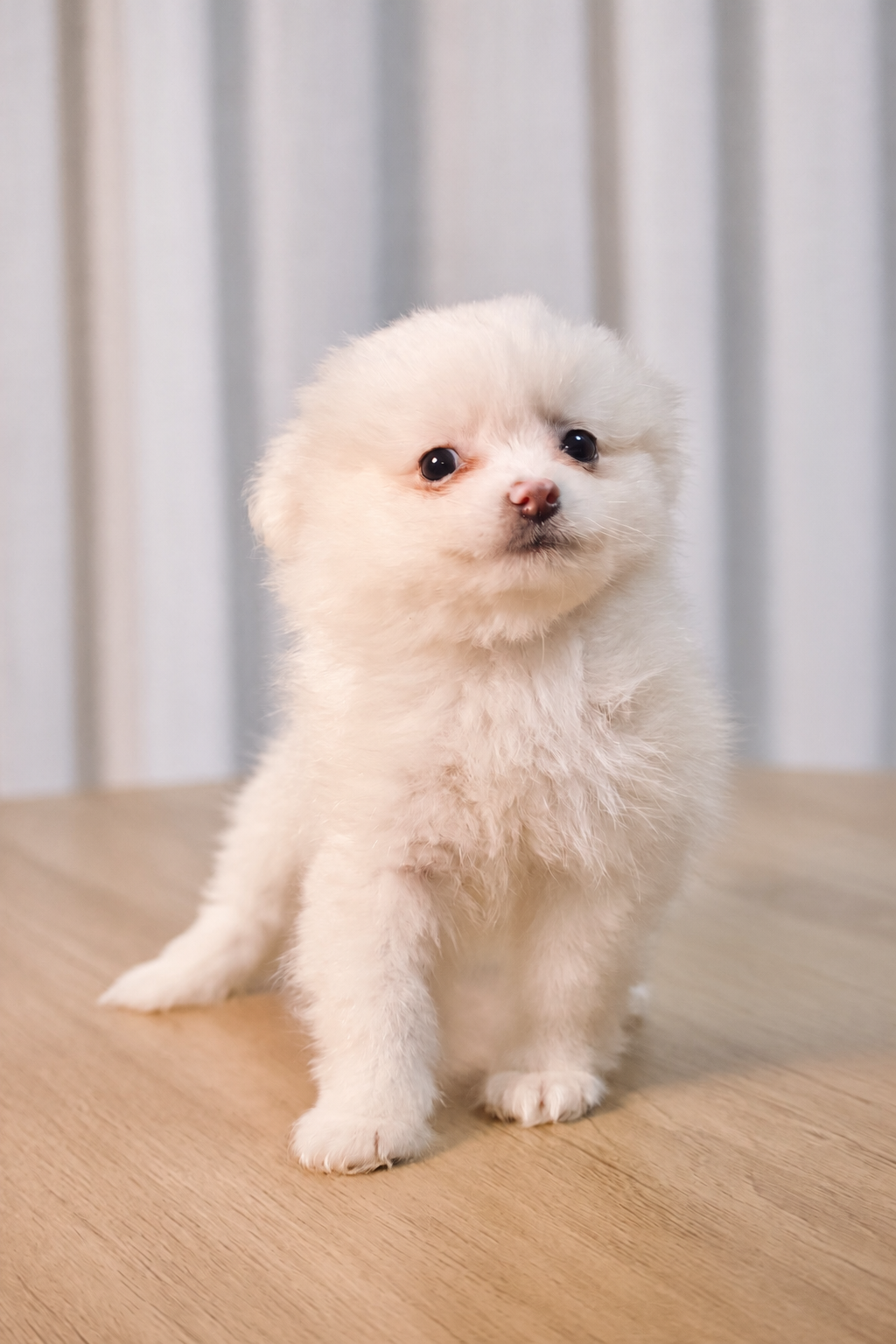 Spitz Alemão macho, branco, porte pequeno