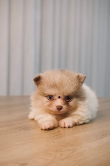 Spitz Alemão macho, cor exótica, porte anão
