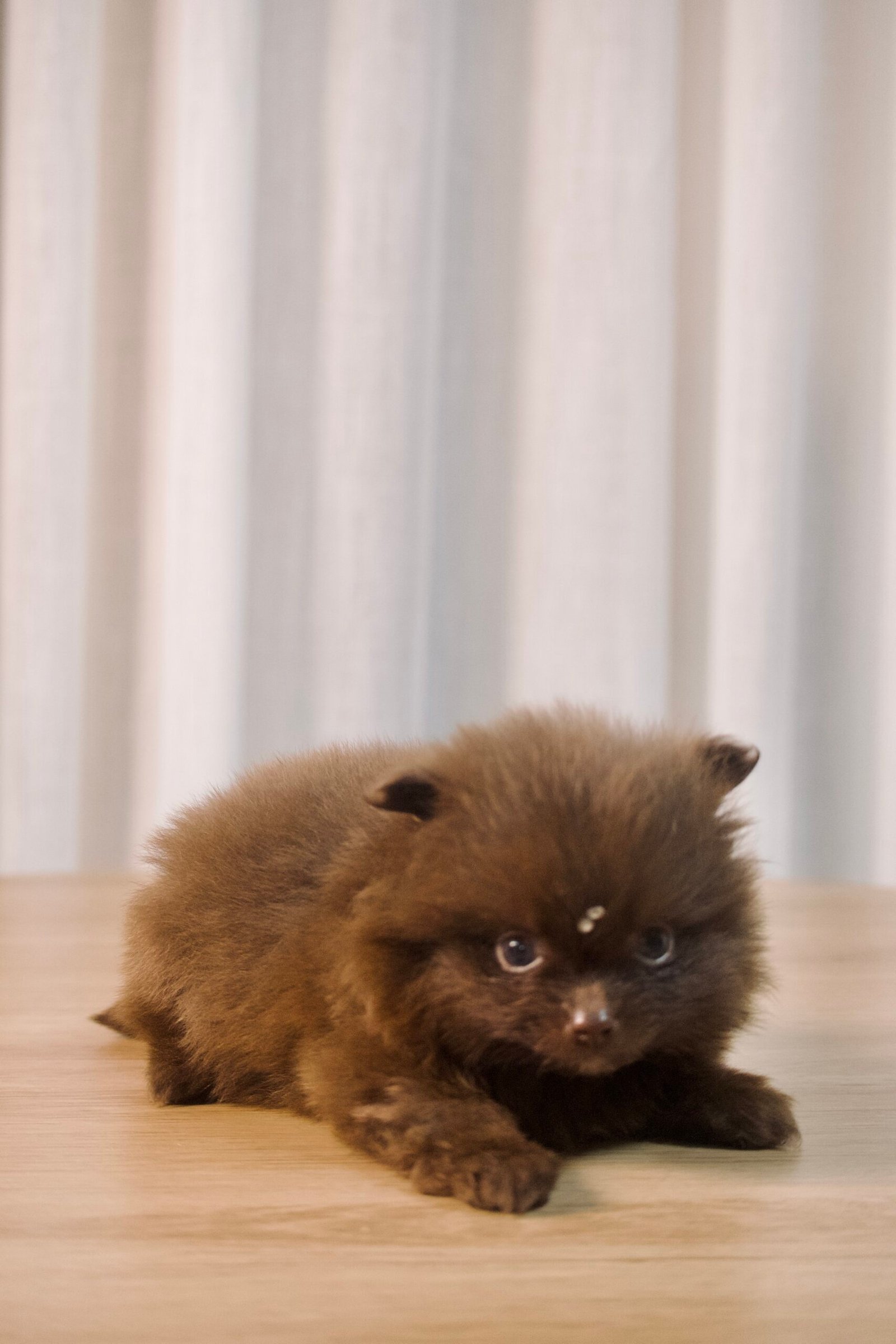 Spitz Alemão macho, chocolate, porte anão - Imagem 4