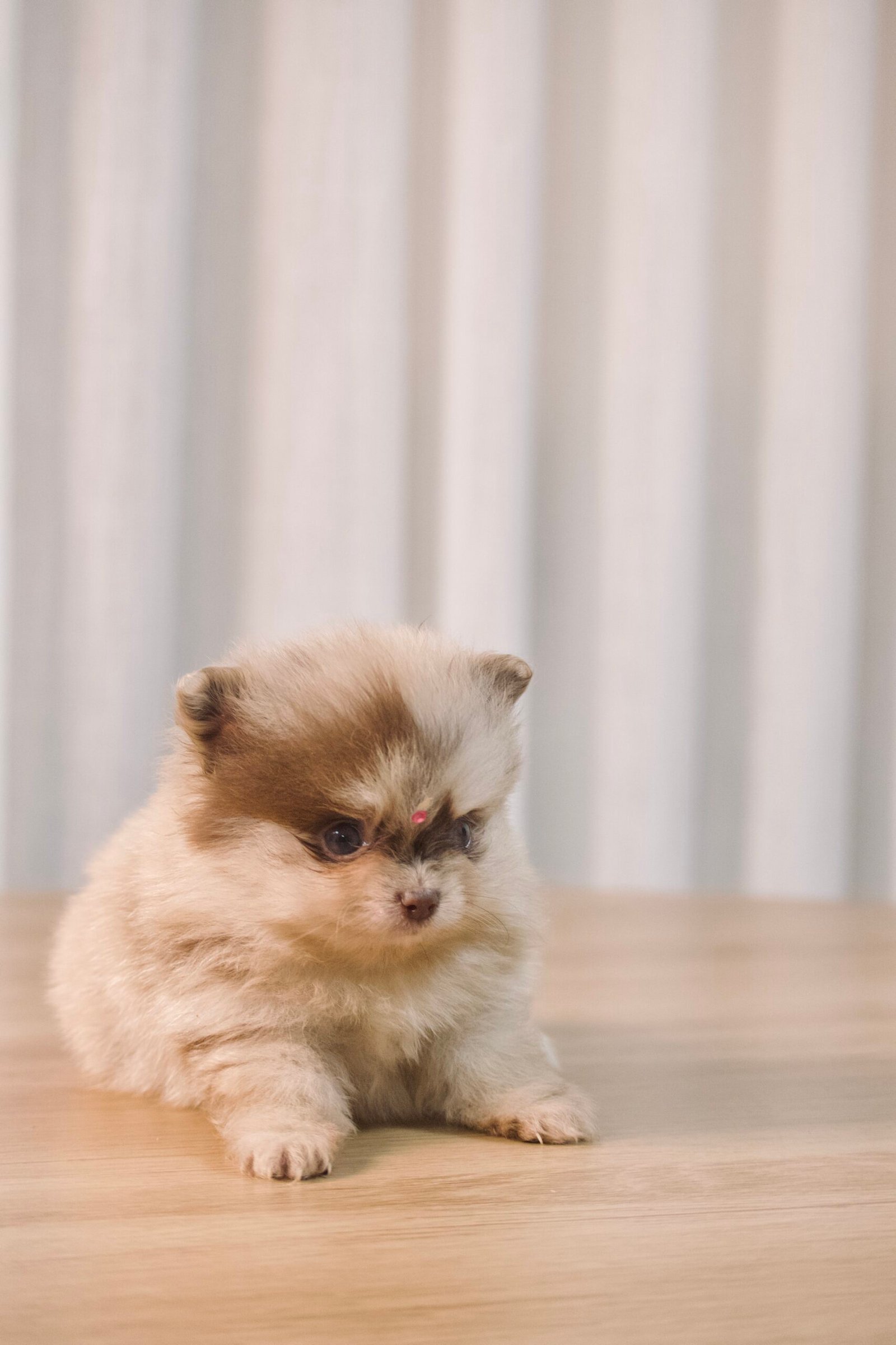 Spitz Alemão fêmea, cor exótica, porte pequeno - Imagem 6