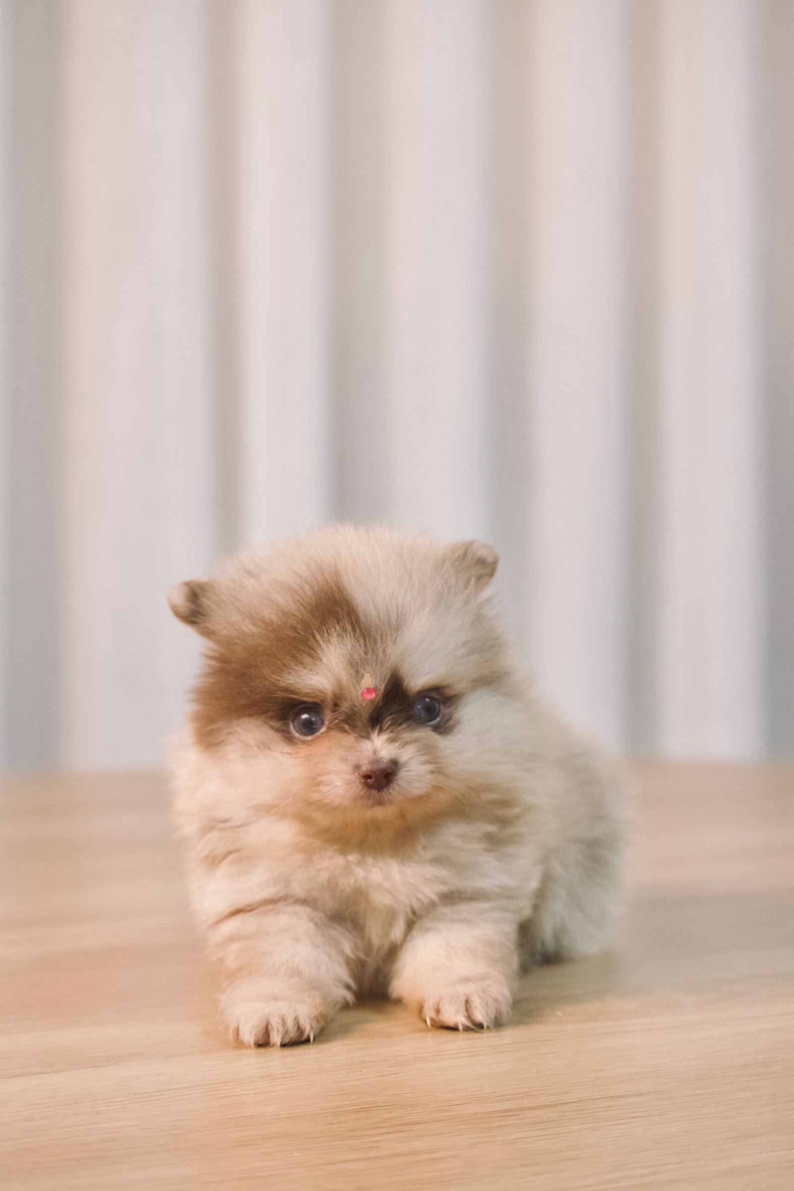 Spitz Alemão fêmea, cor exótica, porte pequeno - Imagem 2