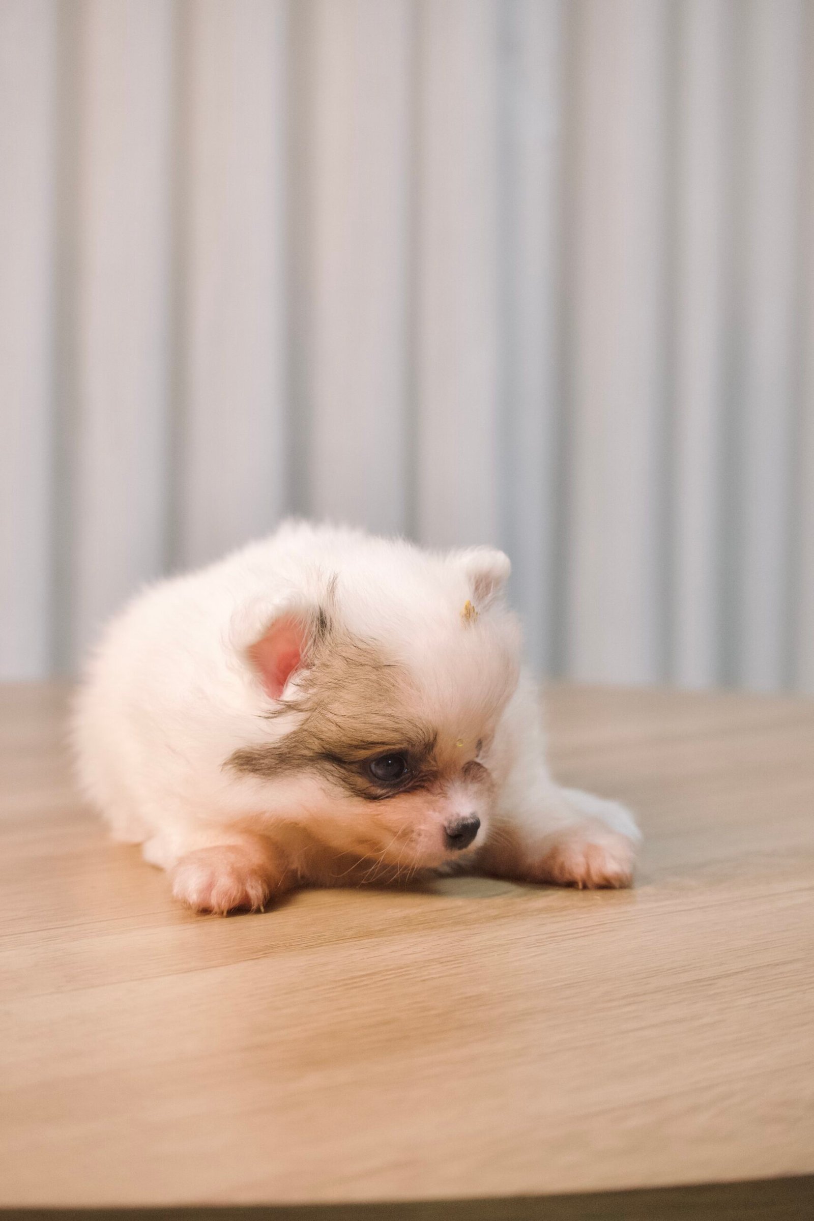 Spitz Alemão macho, branco, porte anão - Imagem 4