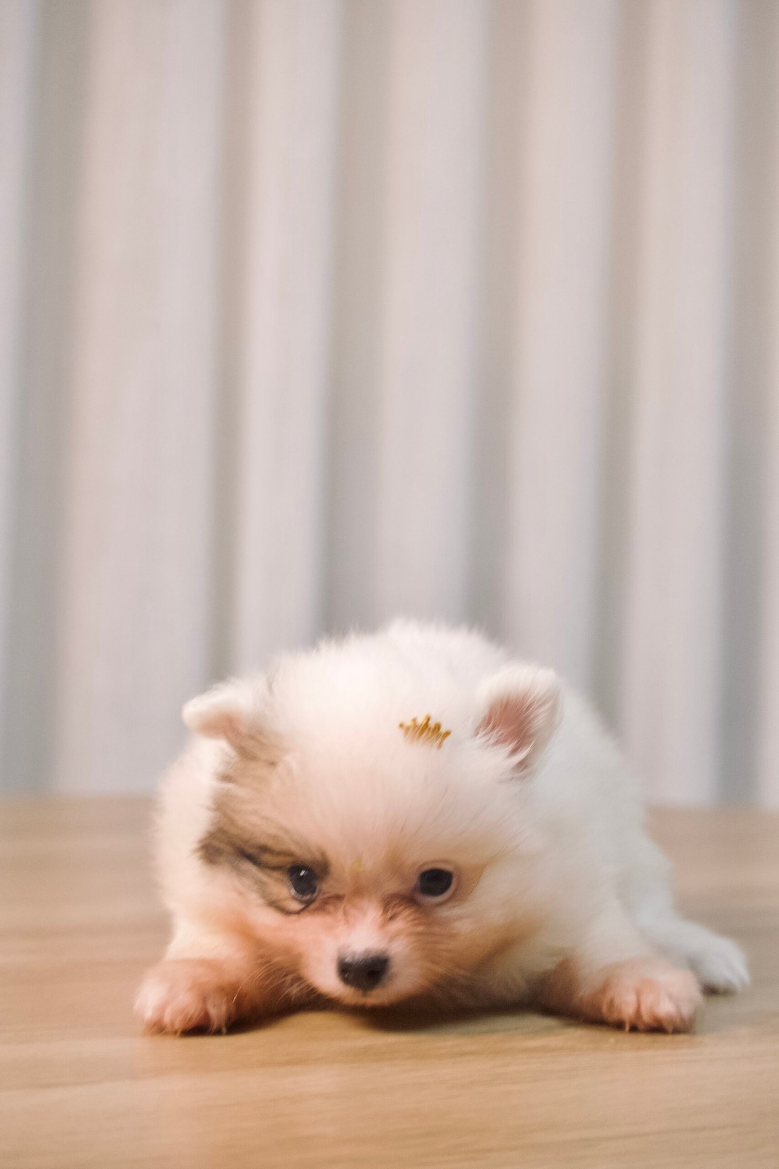 Spitz Alemão macho, branco, porte anão - Imagem 7