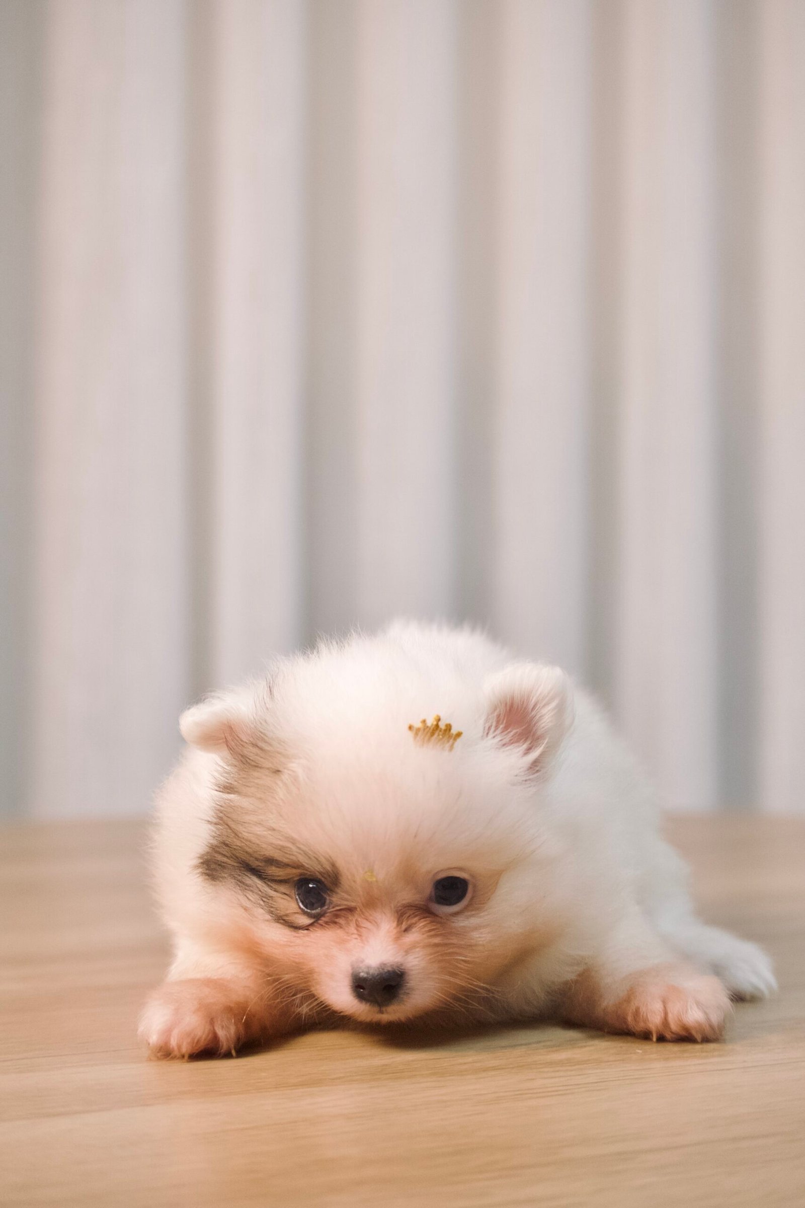 Spitz Alemão macho, branco, porte anão - Imagem 5