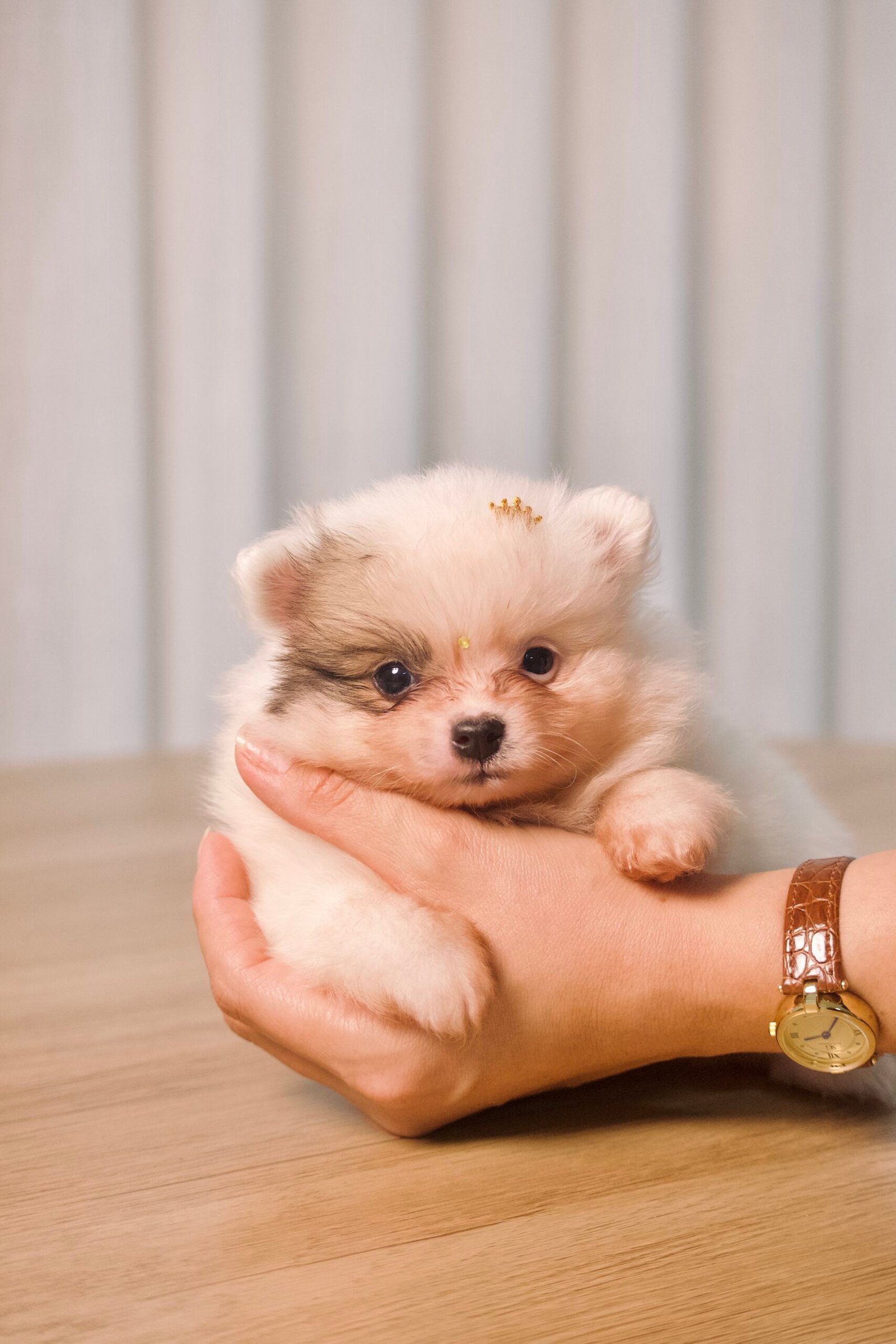 Spitz Alemão macho, branco, porte anão - Imagem 8