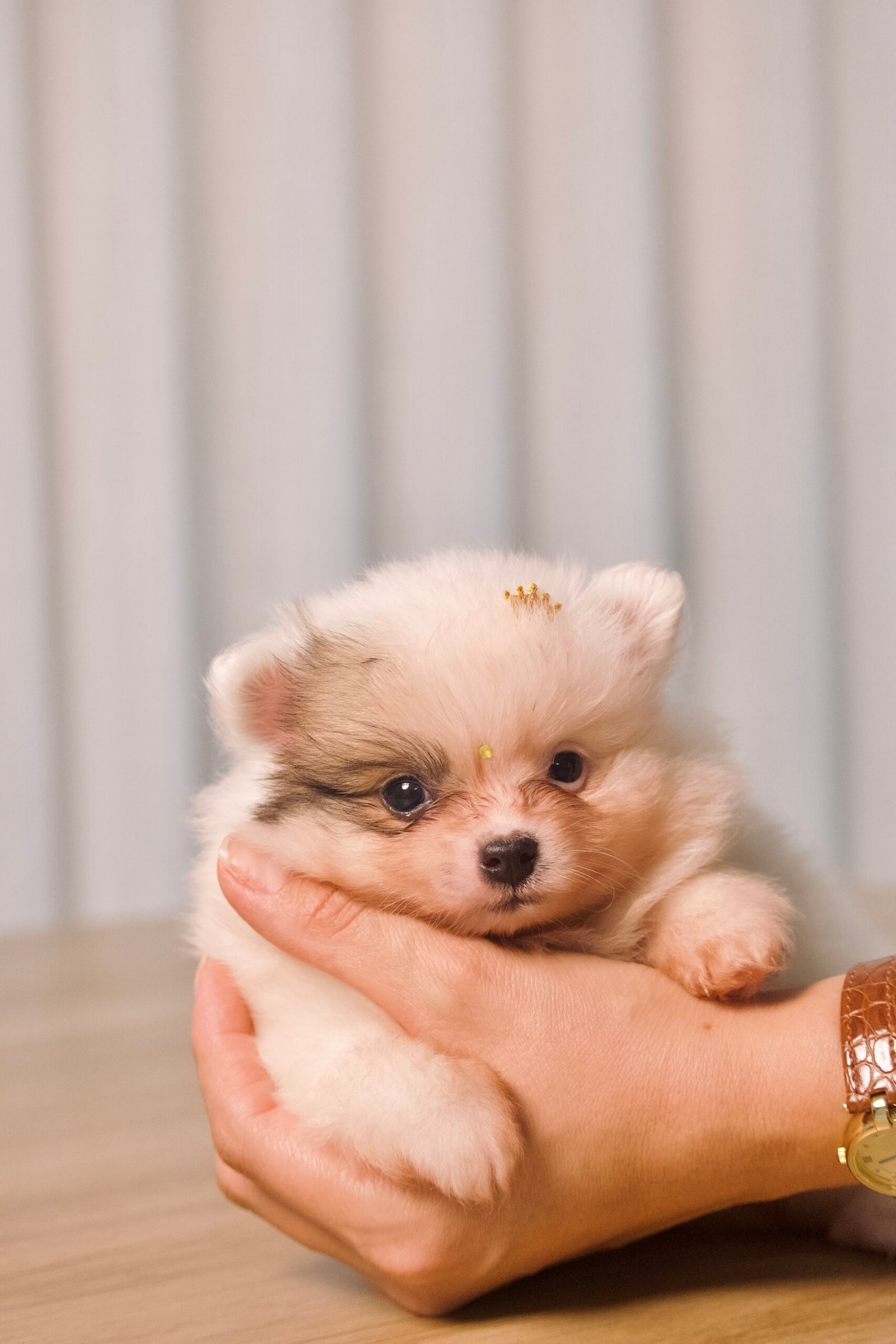 Spitz Alemão macho, branco, porte anão