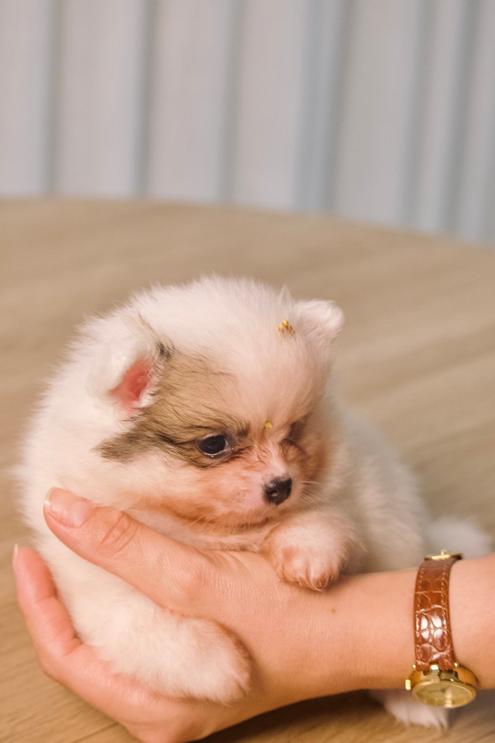 Spitz Alemão macho, branco, porte anão - Imagem 3