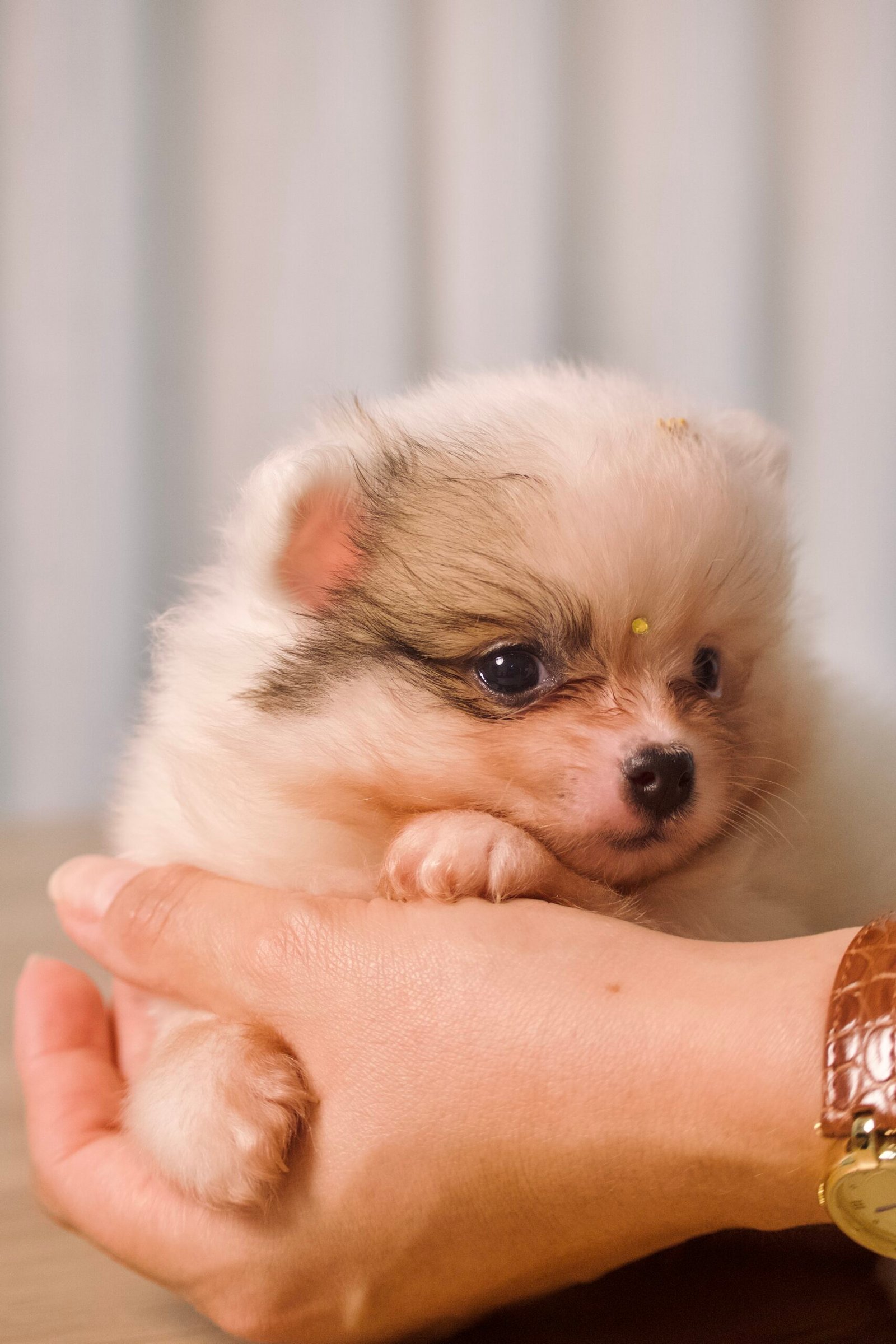 Spitz Alemão macho, branco, porte anão - Imagem 6