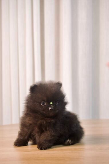 Spitz Alemão macho, preto, porte anão