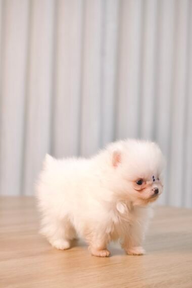 Spitz Alemão macho, branco, porte anão