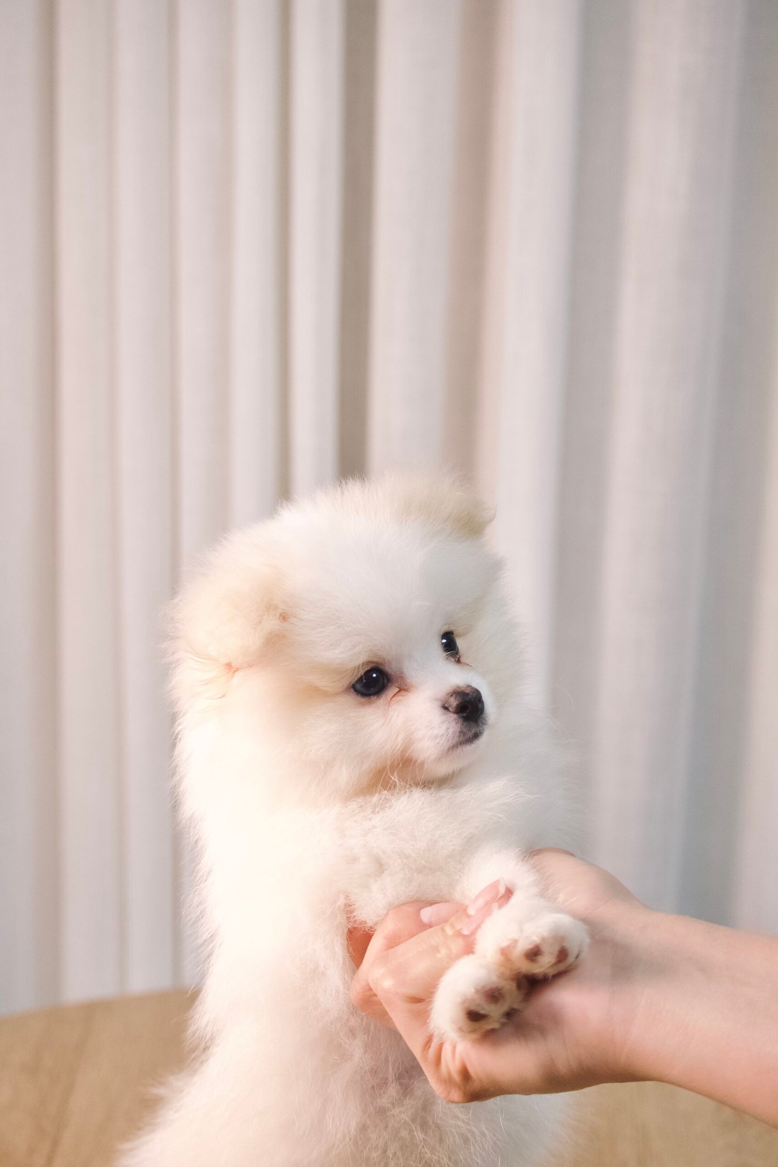 Spitz Alemão macho, branco, porte pequeno - Imagem 3