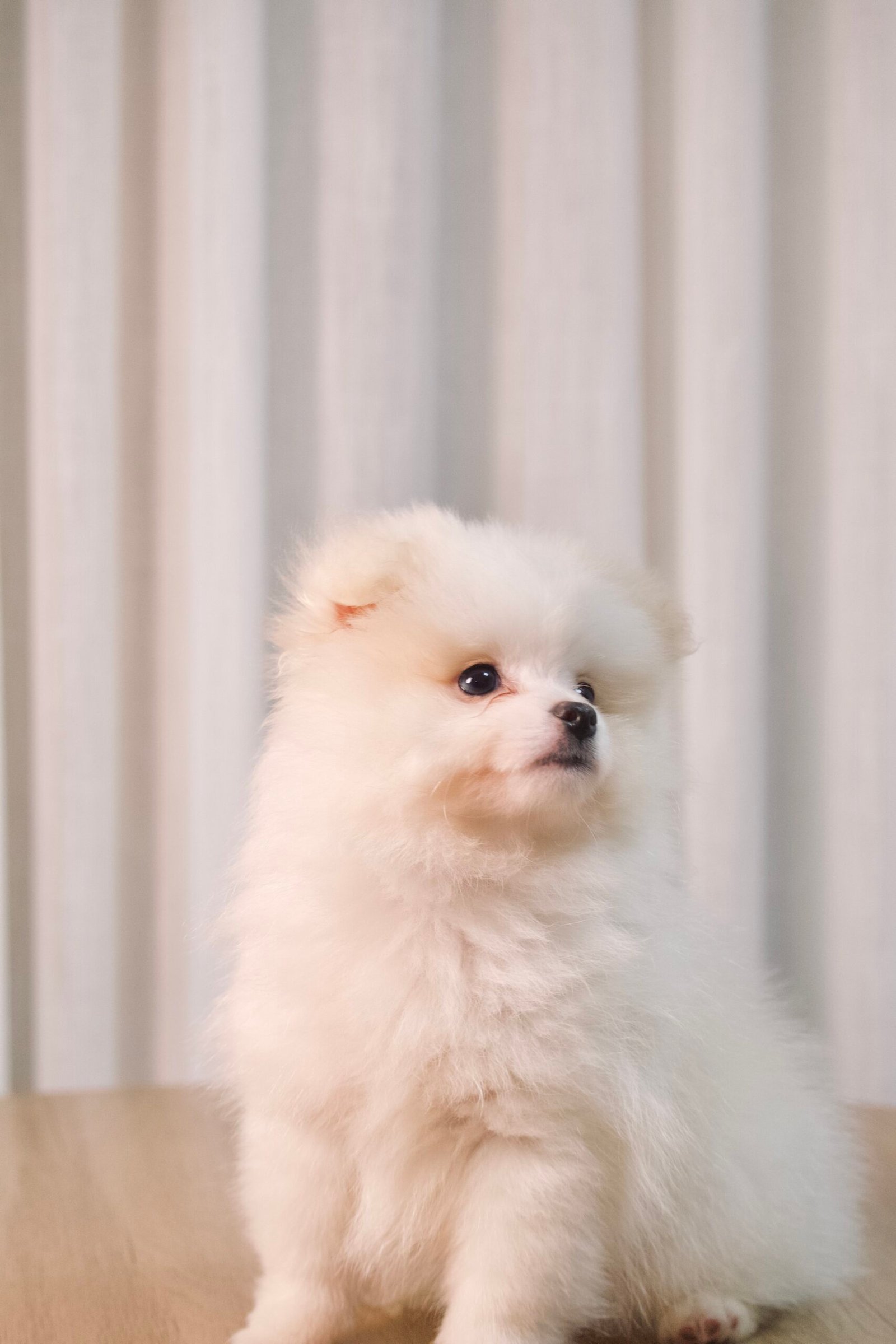 Spitz Alemão macho, branco, porte pequeno - Imagem 2