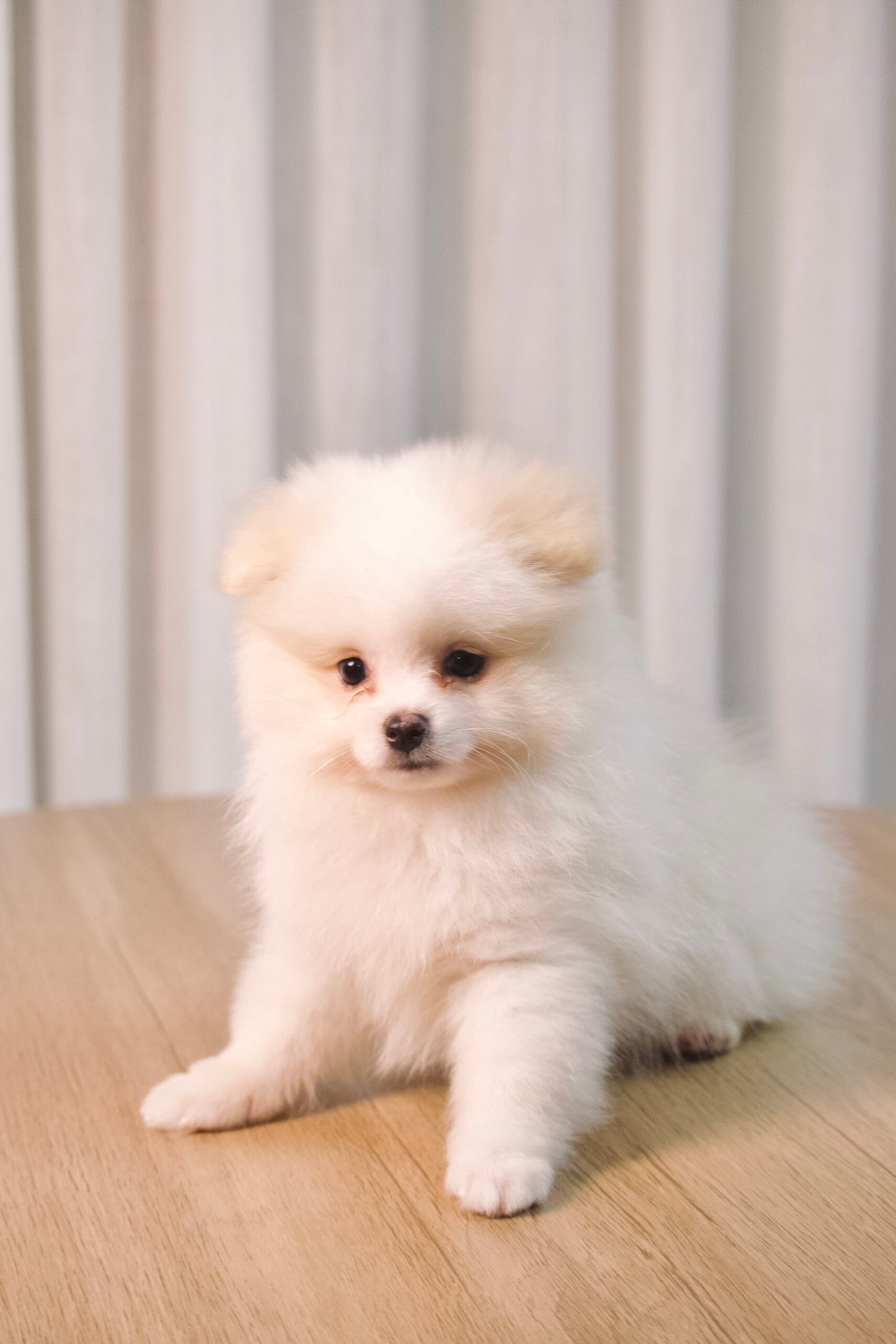 Spitz Alemão macho, branco, porte pequeno