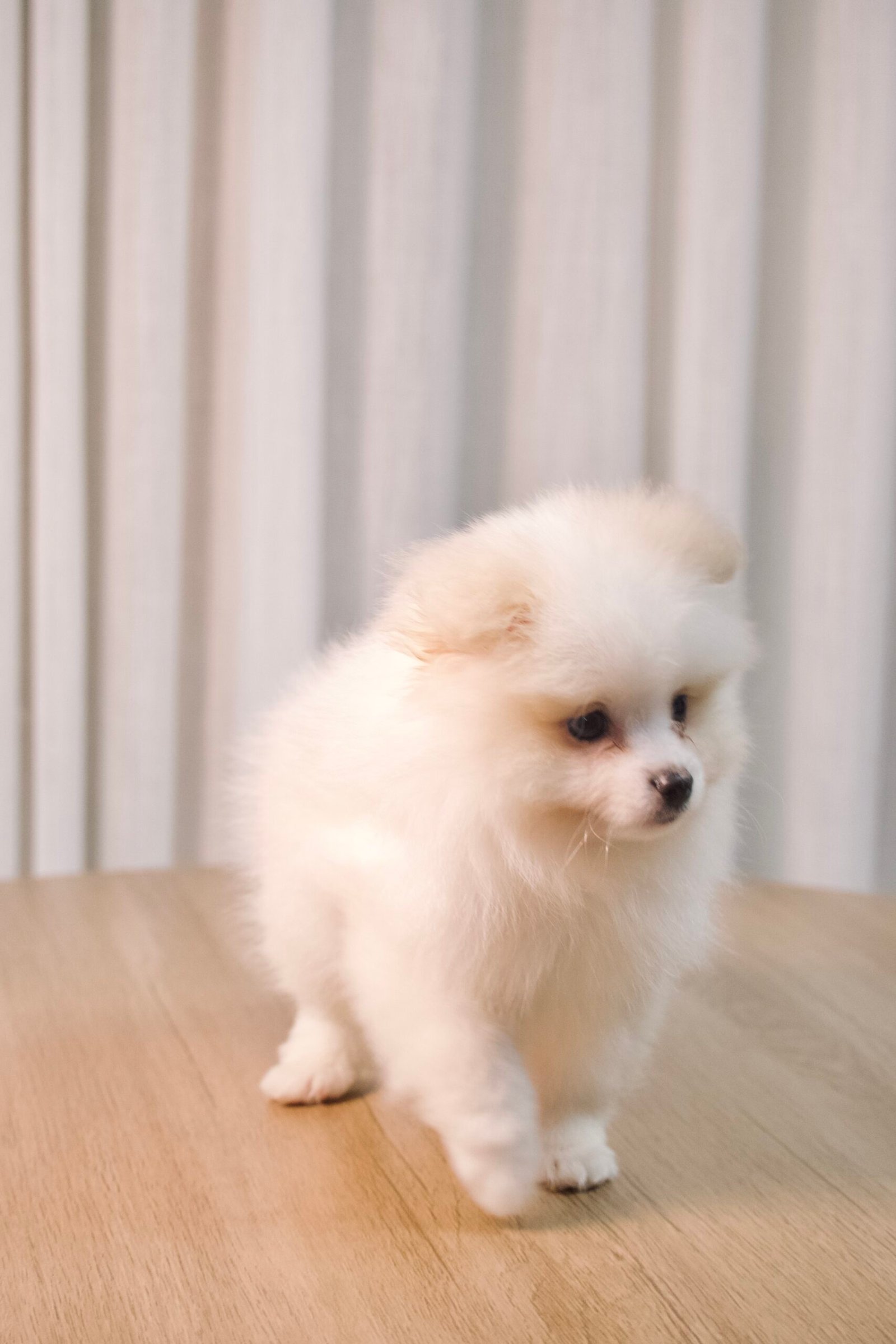 Spitz Alemão macho, branco, porte pequeno - Imagem 6