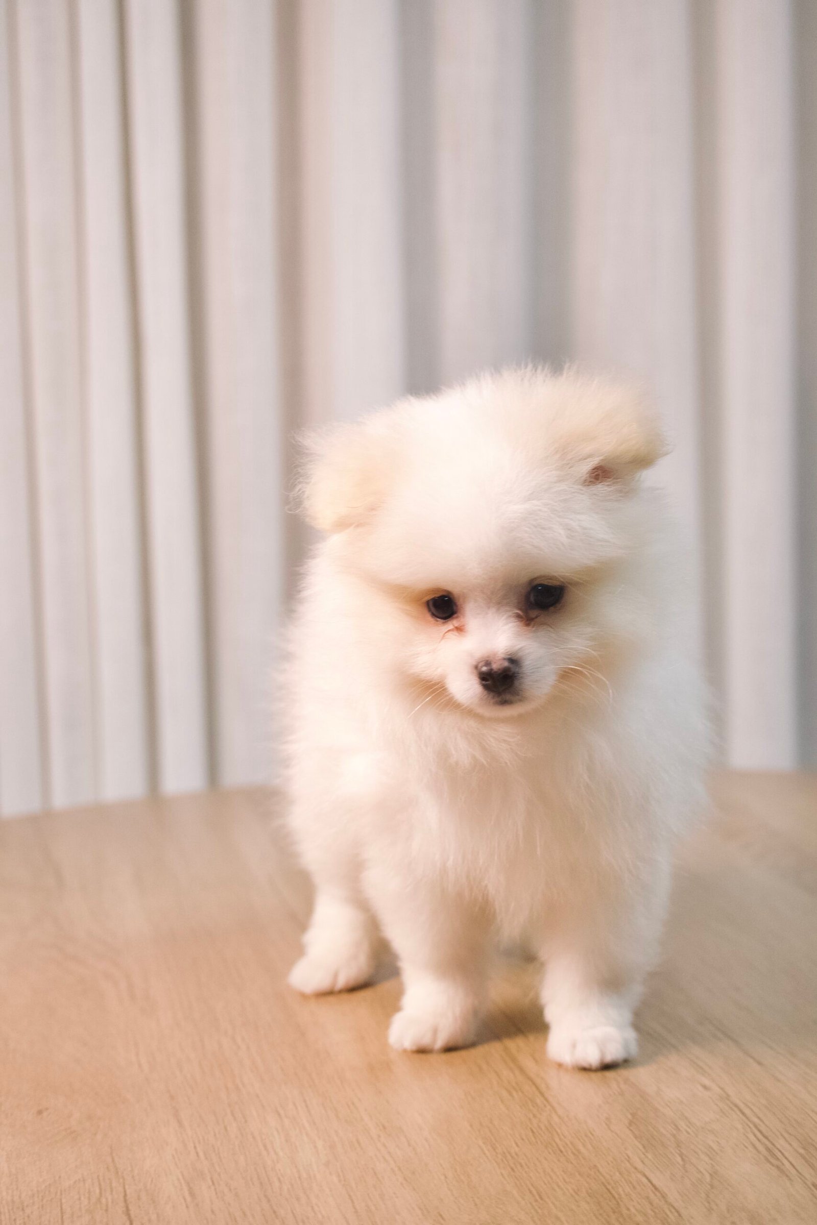 Spitz Alemão macho, branco, porte pequeno - Imagem 4