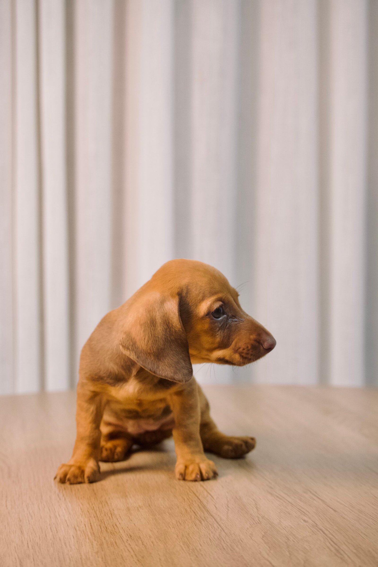 Dachshund fêmea, dourada, porte pequeno - Imagem 2