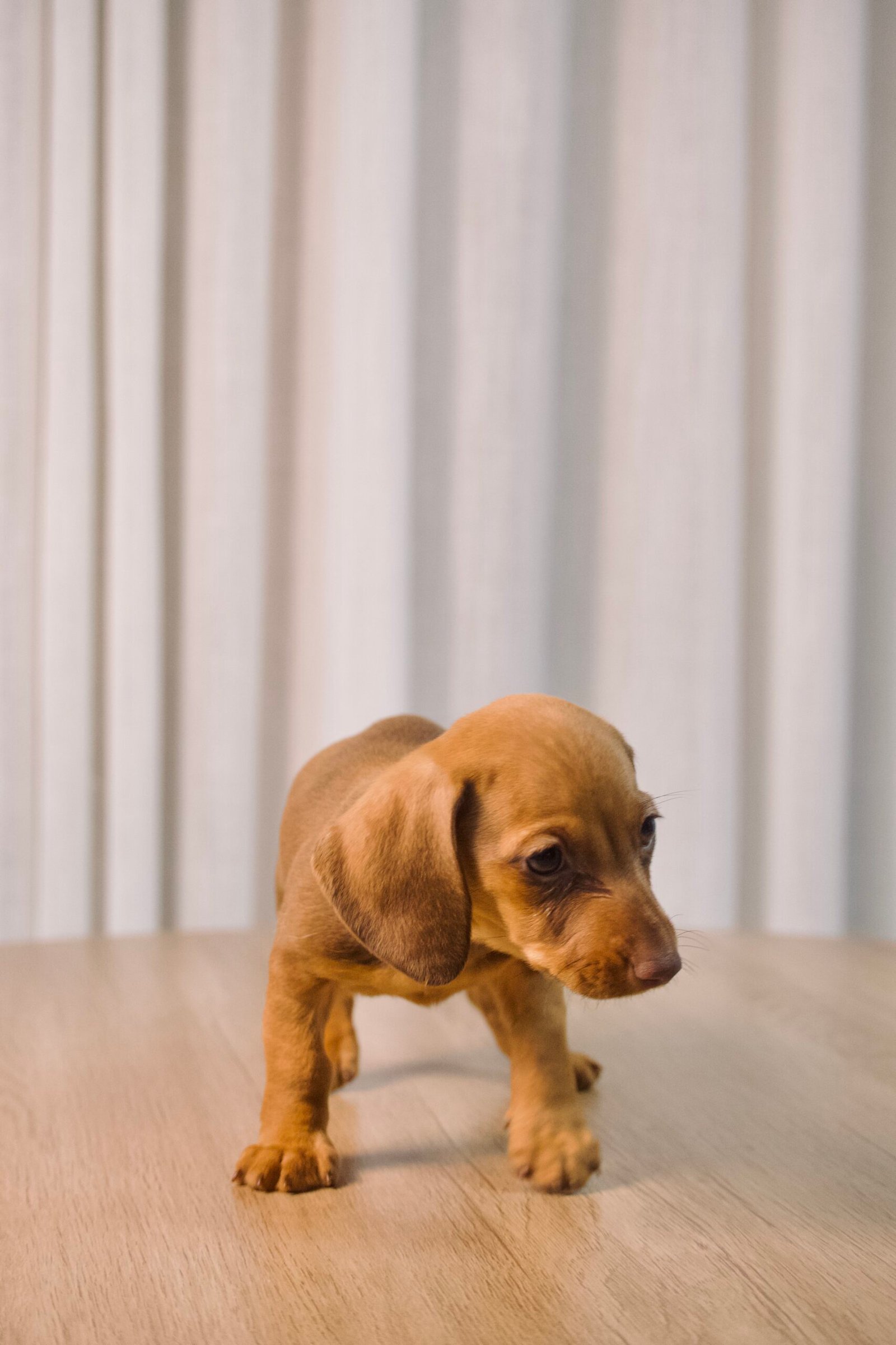 Dachshund fêmea, dourada, porte pequeno - Imagem 5