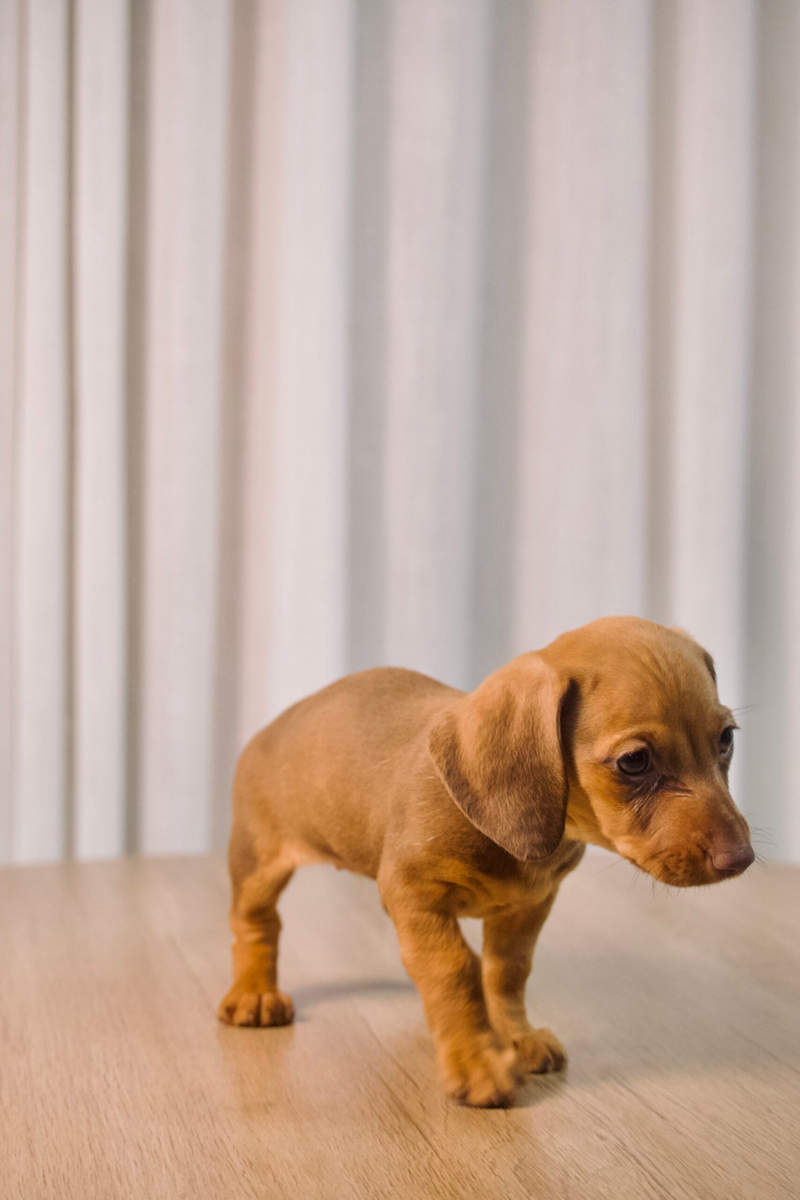 Dachshund fêmea, dourada, porte pequeno - Imagem 3