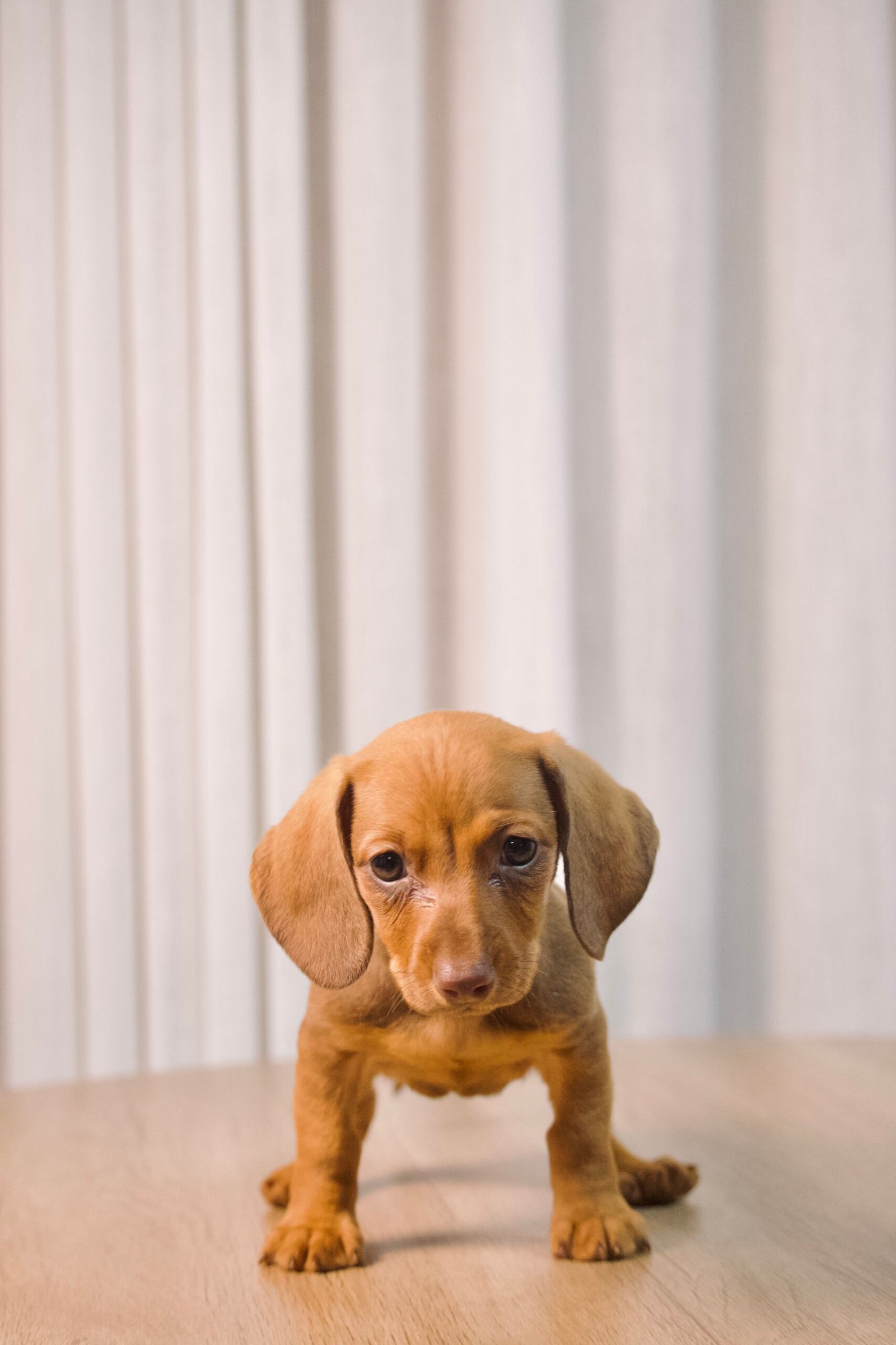 Dachshund fêmea, dourada, porte pequeno - Imagem 6