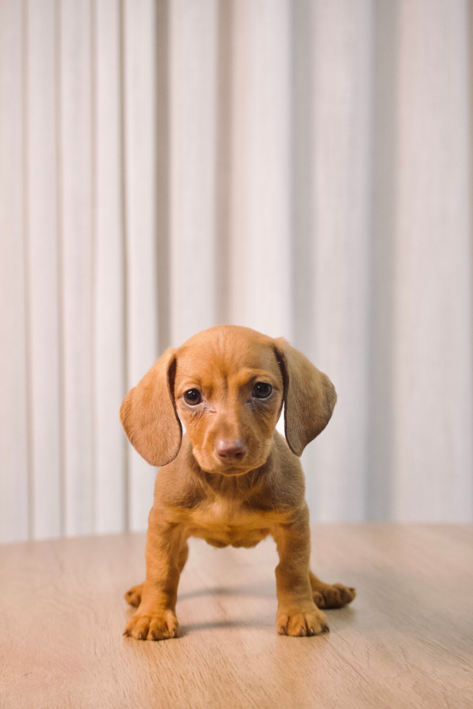 Dachshund fêmea, dourada, porte pequeno - Imagem 4