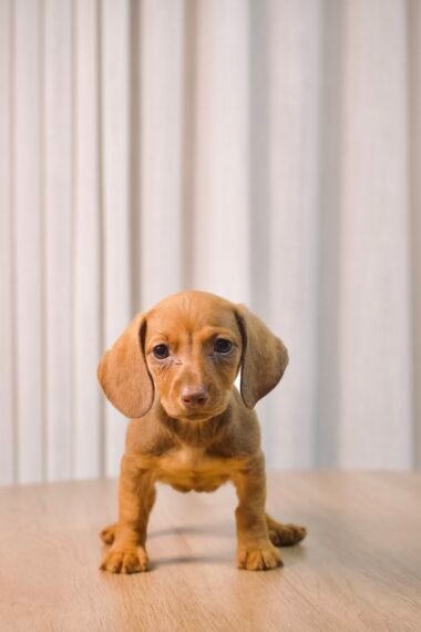 Dachshund fêmea, dourada, porte pequeno