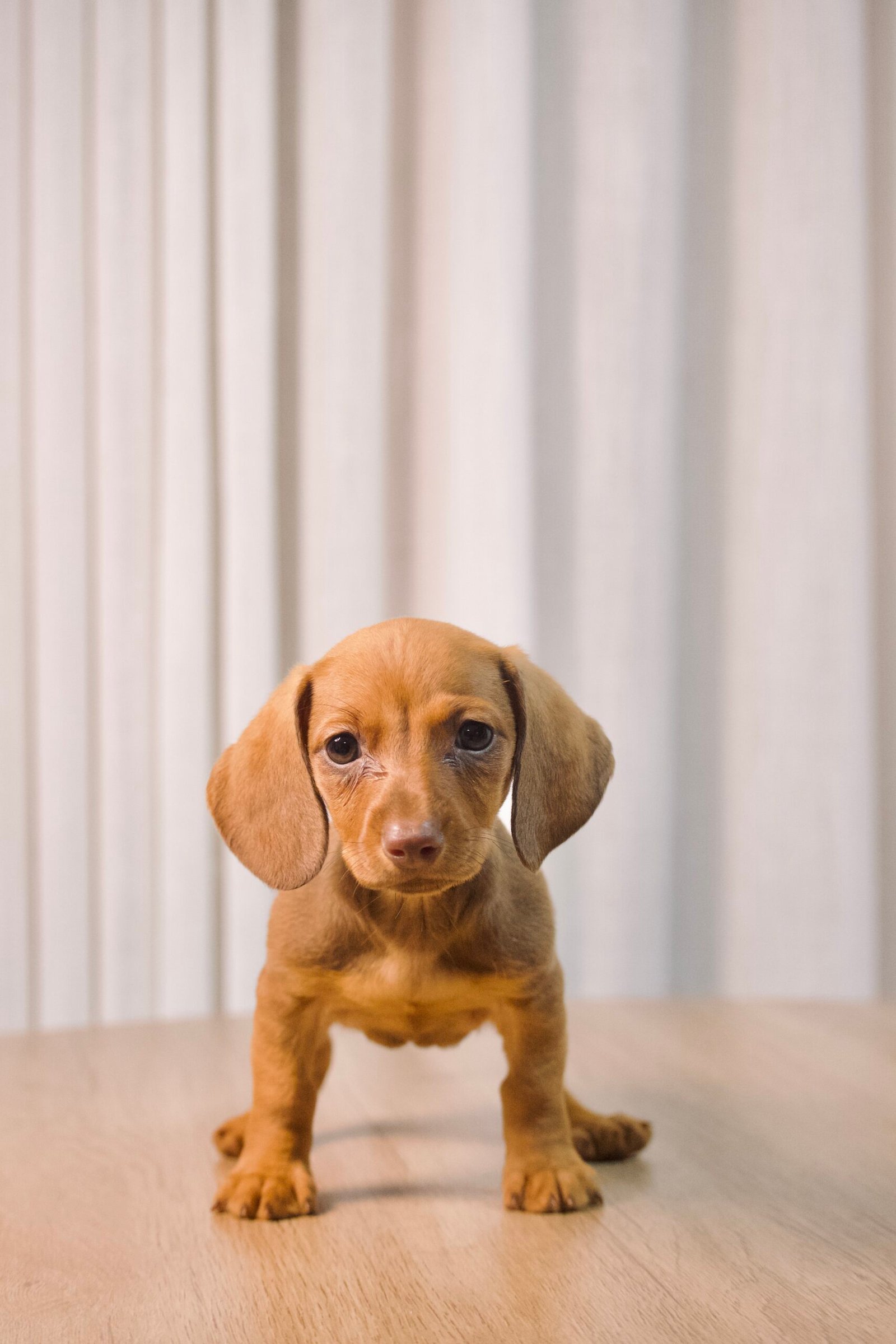 Dachshund fêmea, dourada, porte pequeno