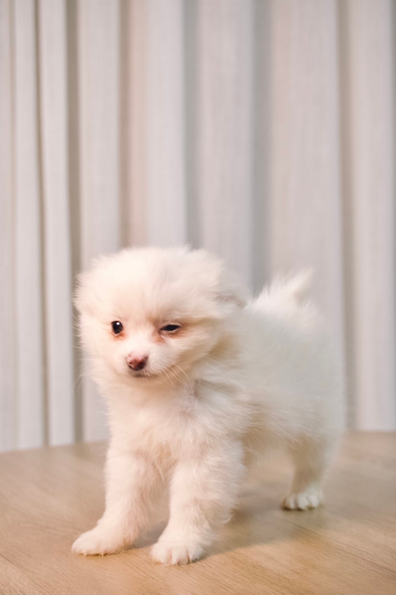 Spitz Alemão macho, branco, porte pequeno - Imagem 2