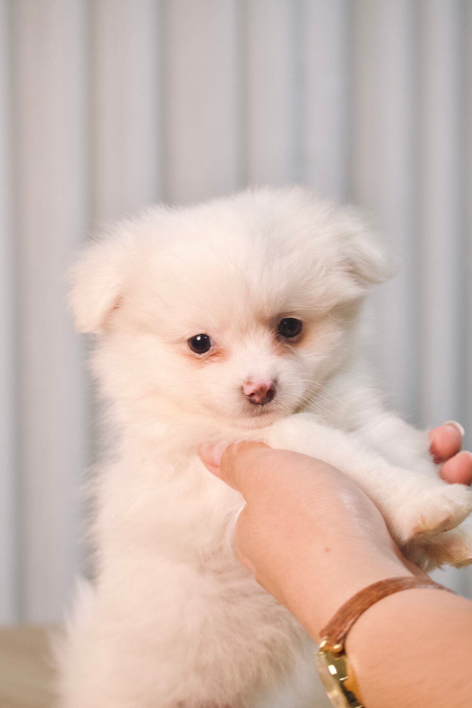 Spitz Alemão macho, branco, porte pequeno - Imagem 3