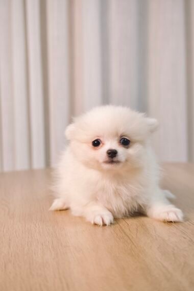 Spitz Alemão macho, branco, porte pequeno