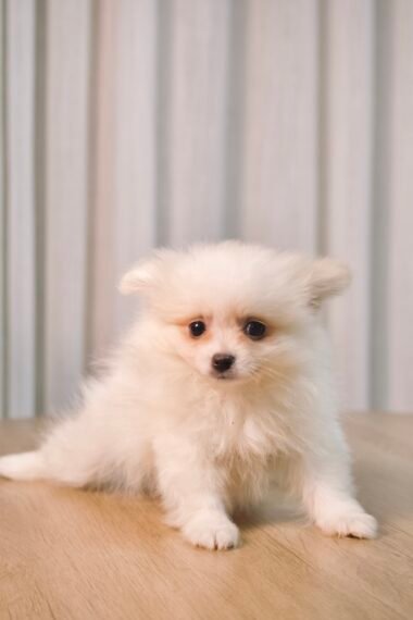 Spitz Alemão macho, branco, porte pequeno