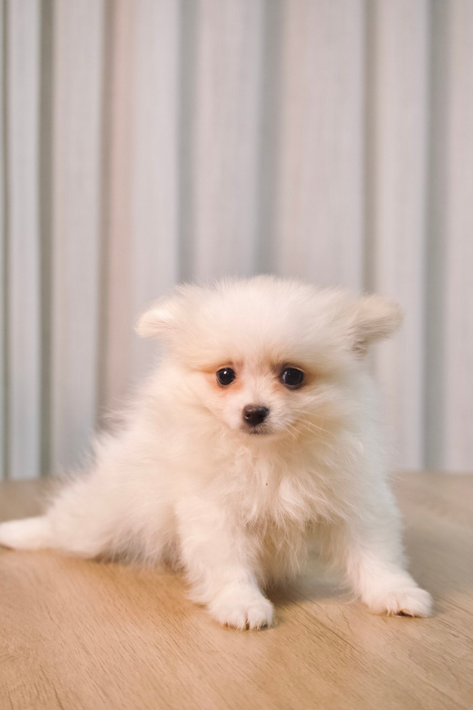 Spitz Alemão macho, branco, porte pequeno