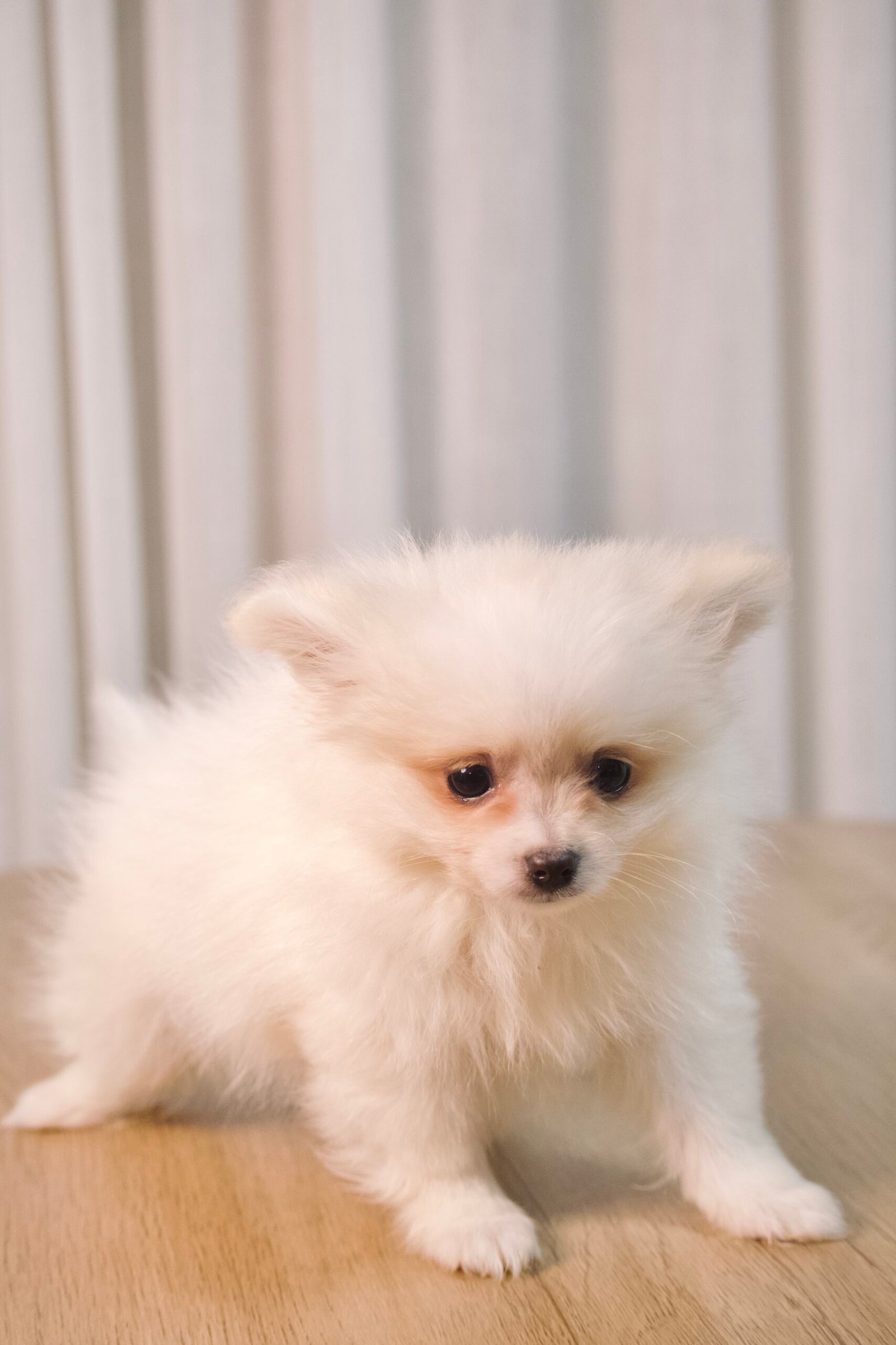 Spitz Alemão macho, branco, porte pequeno - Imagem 4