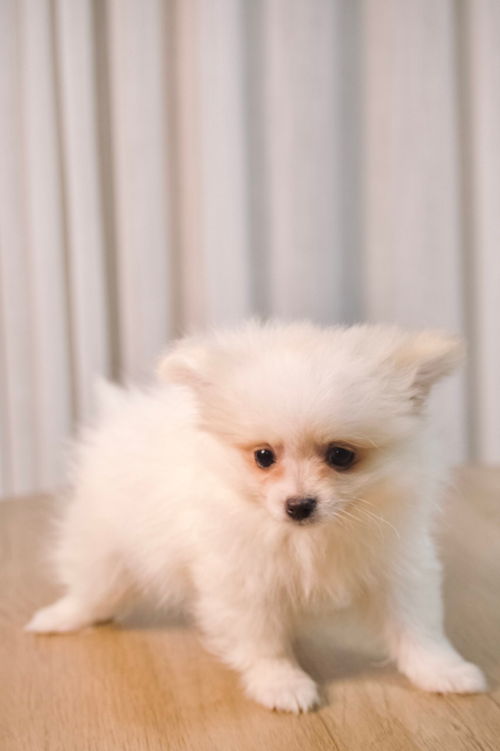 Spitz Alemão macho, branco, porte pequeno - Imagem 3