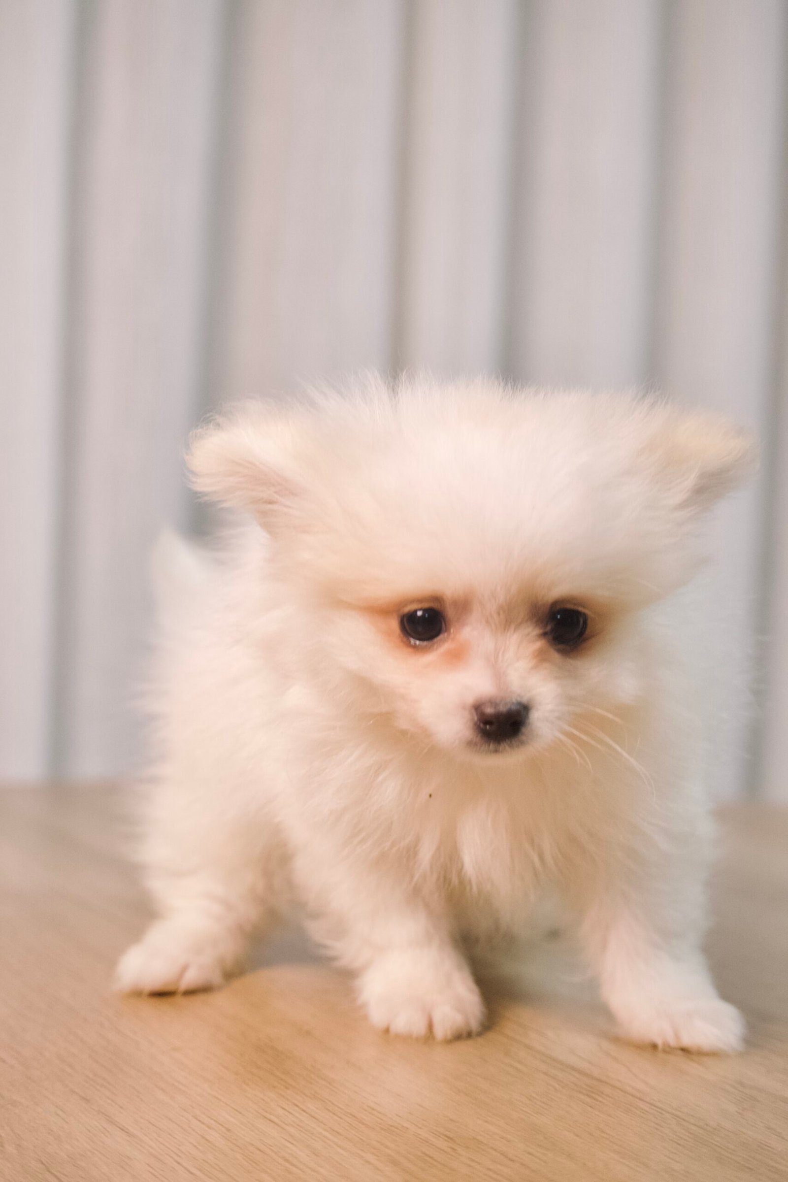 Spitz Alemão macho, branco, porte pequeno - Imagem 5