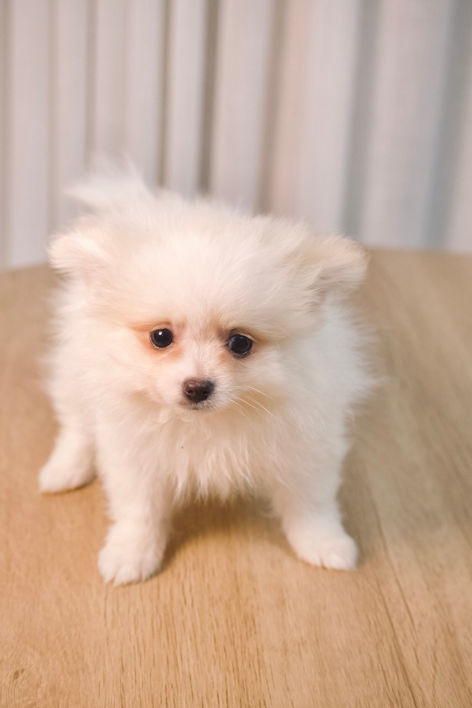 Spitz Alemão macho, branco, porte pequeno - Imagem 2