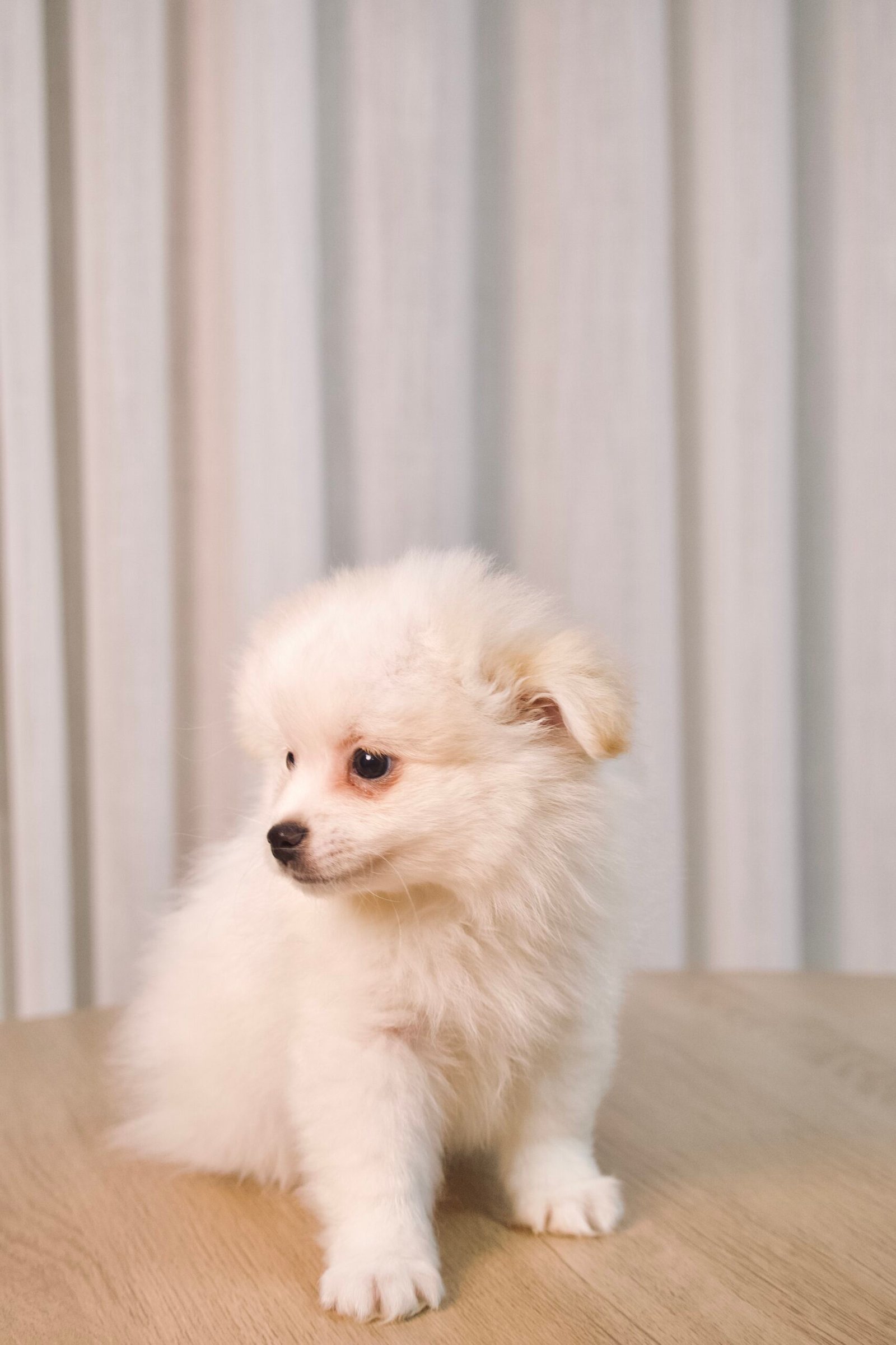 Spitz Alemão macho, branco, porte pequeno - Imagem 3