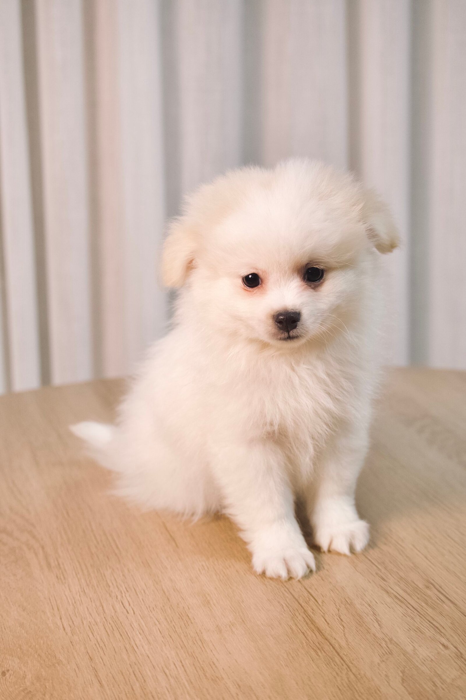 Spitz Alemão macho, branco, porte pequeno - Imagem 4