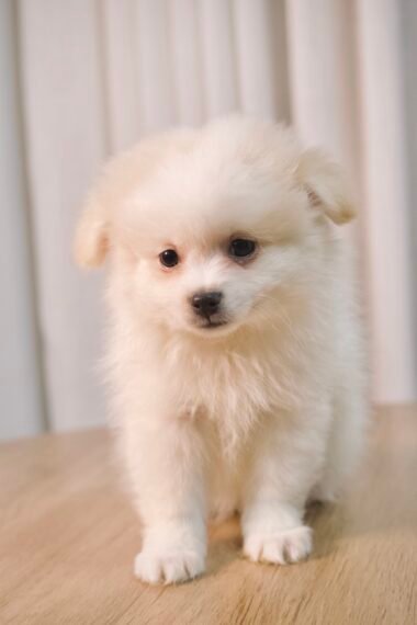 Spitz Alemão macho, branco, porte pequeno