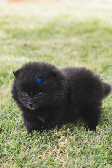 SPITZ ALEMÃO MACHO, PRETO