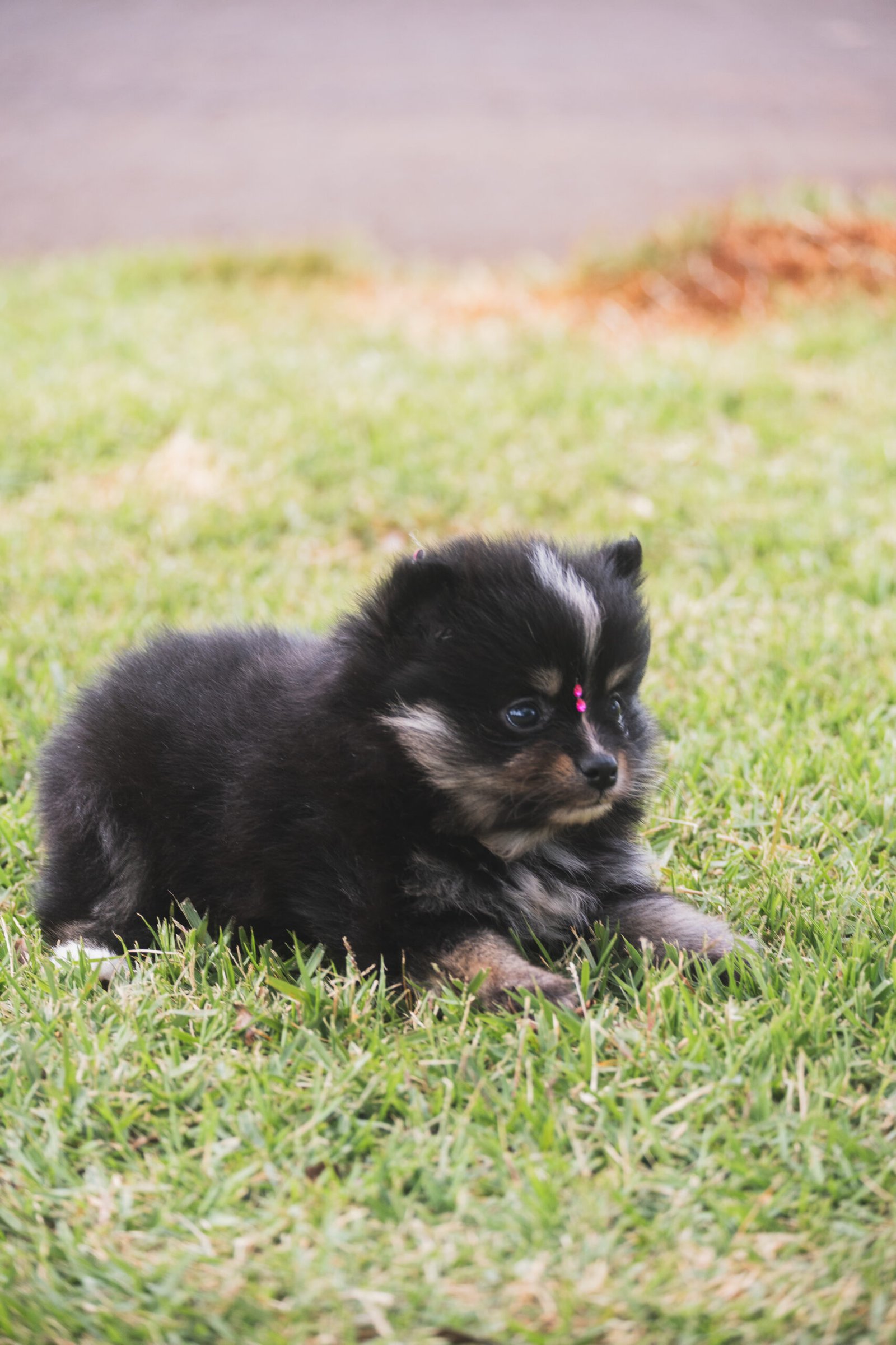 SPITZ ALEMÃO FÊMEA, BLACK AND TAN - Imagem 3