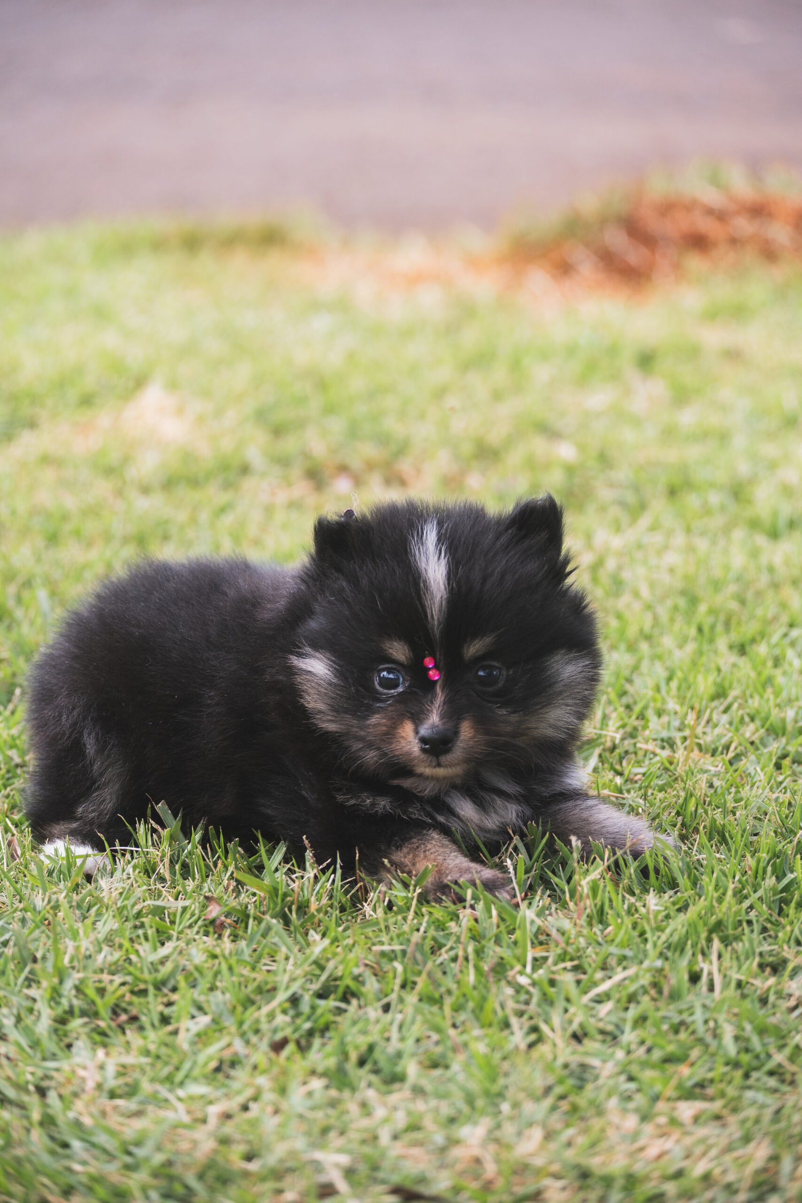 SPITZ ALEMÃO FÊMEA, BLACK AND TAN - Imagem 8