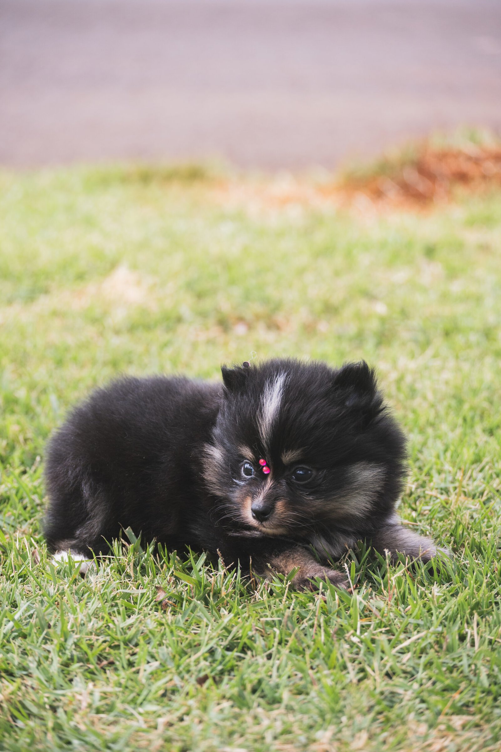 SPITZ ALEMÃO FÊMEA, BLACK AND TAN - Imagem 10
