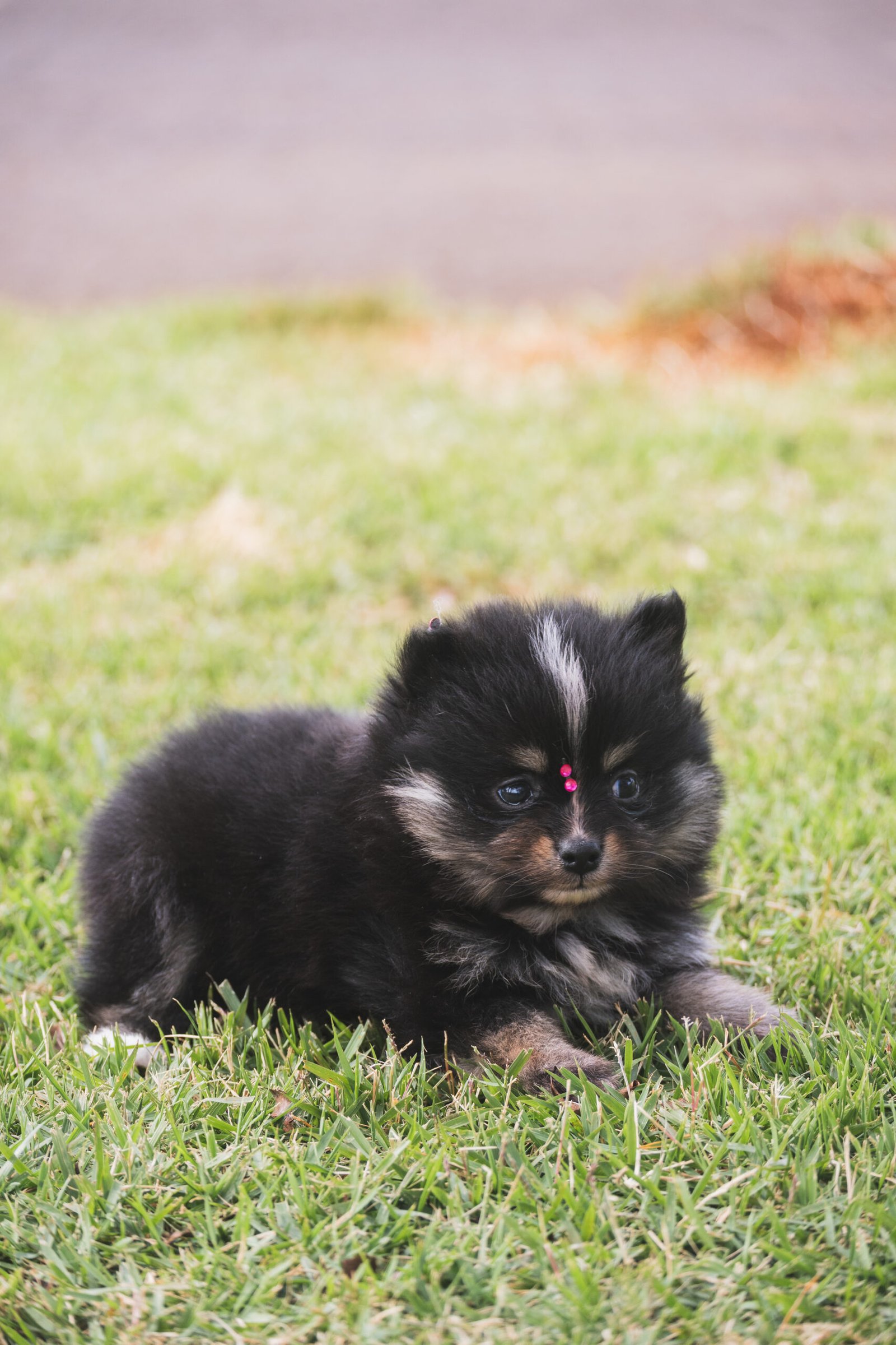 SPITZ ALEMÃO FÊMEA, BLACK AND TAN - Imagem 5