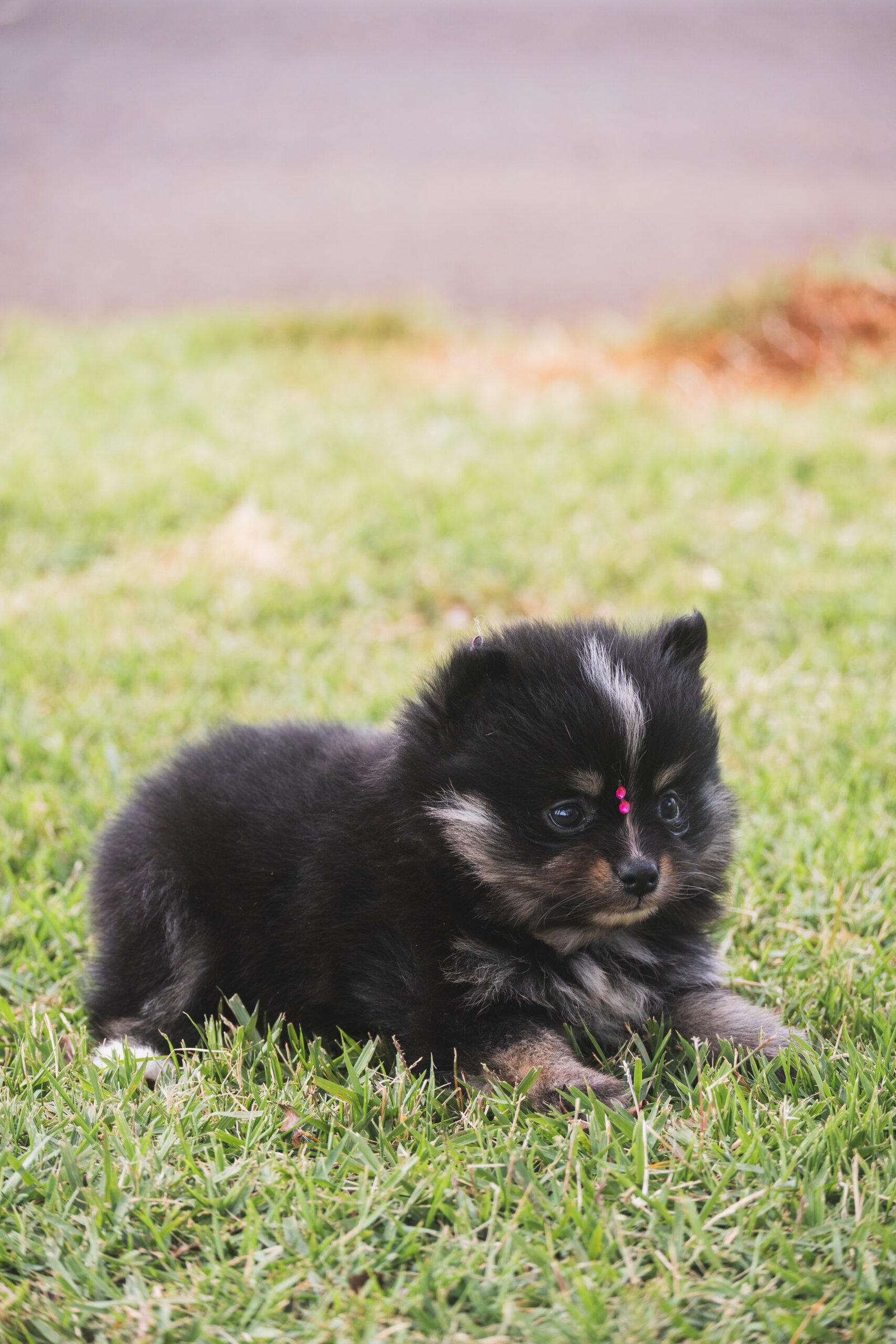 SPITZ ALEMÃO FÊMEA, BLACK AND TAN - Imagem 6